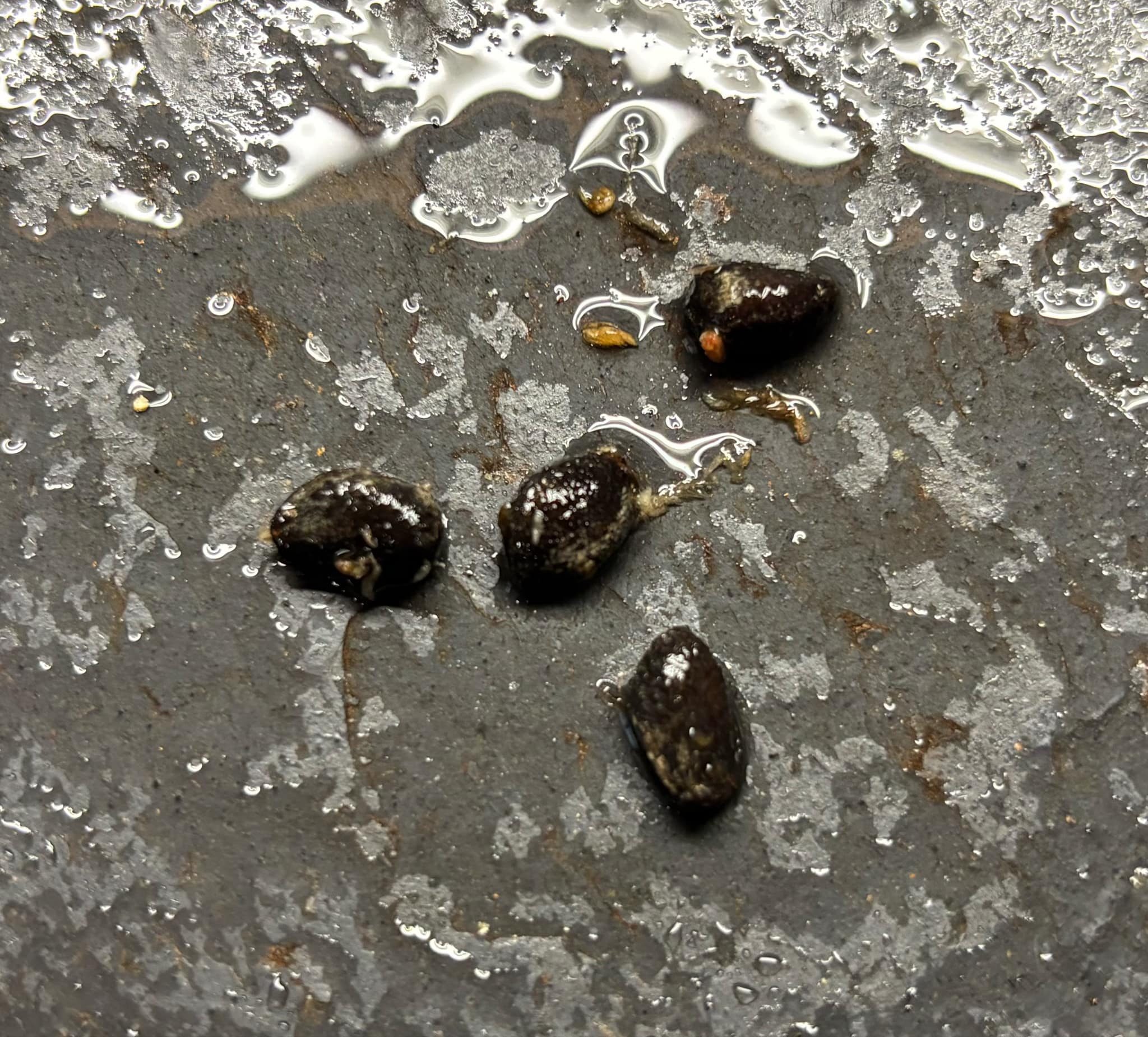 Annona bahiensis - 1 fresh seed / 1 frischer Samen