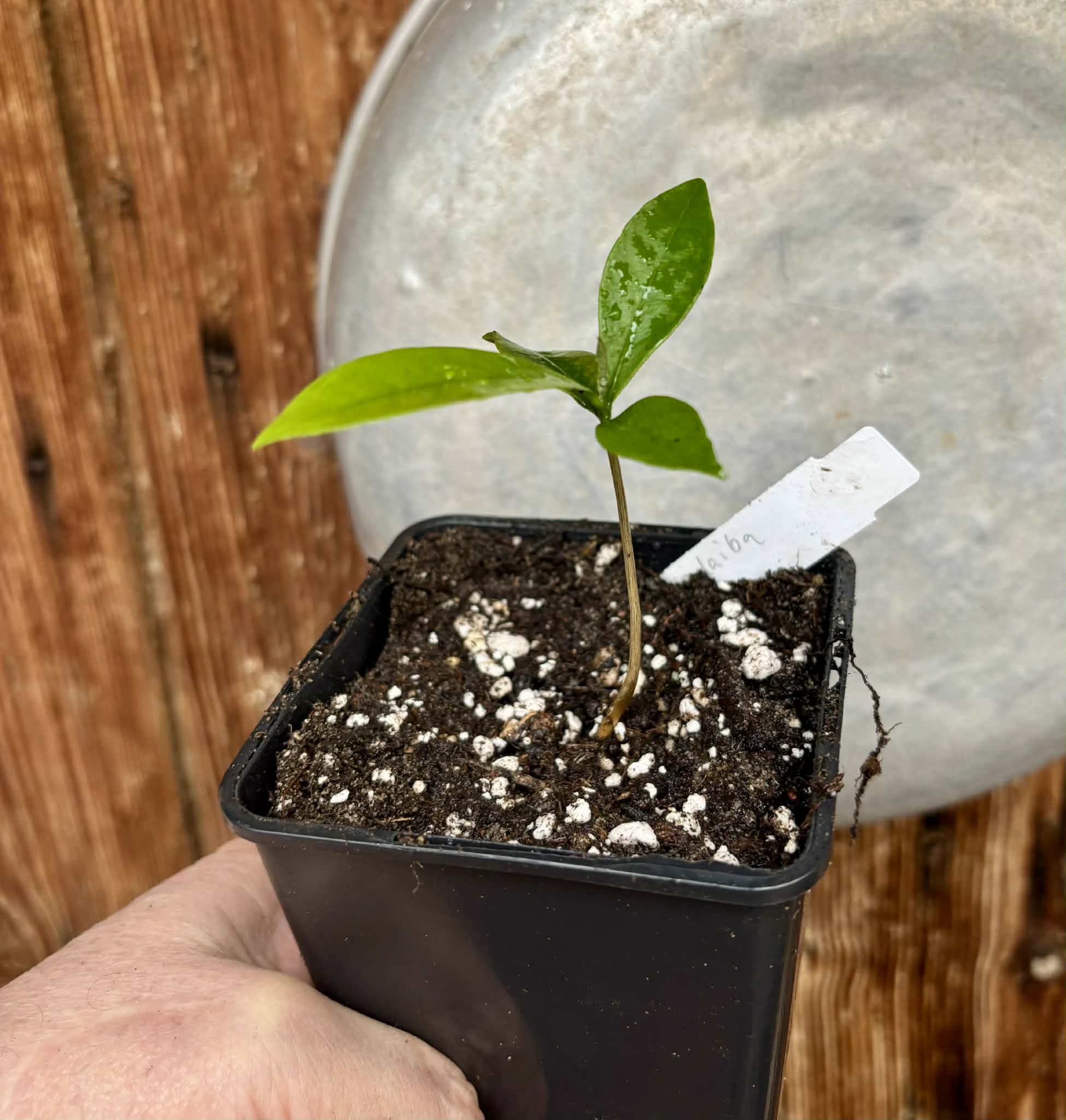 Duguetia lanceolata - Pindaiba - 1 potted seedling / 1 getopfter Sämling