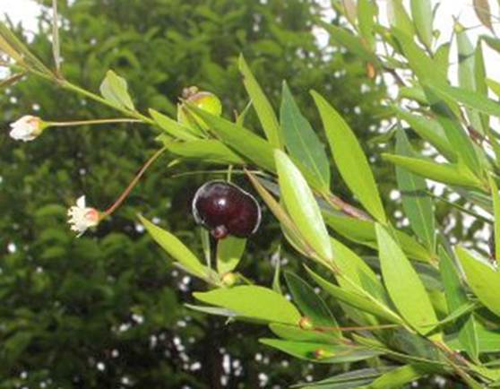 Pre Order - Cambui do Rio Parnaiba (Eugenia biflora) -  1 fresh seed / 1 frischer Samen