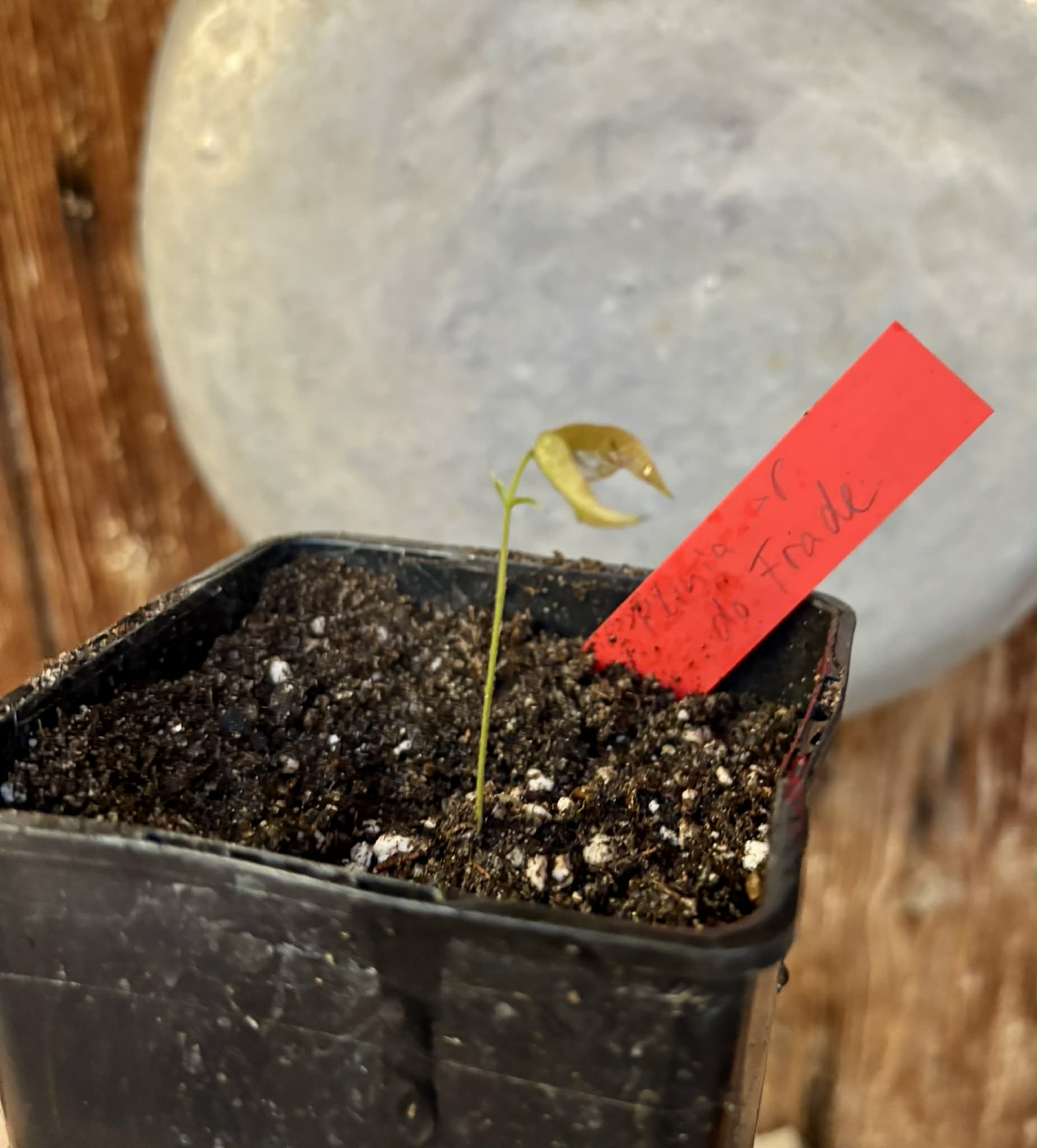 Plinia sp. do Frade - 1 potted seedling / 1 getopfter Sämling