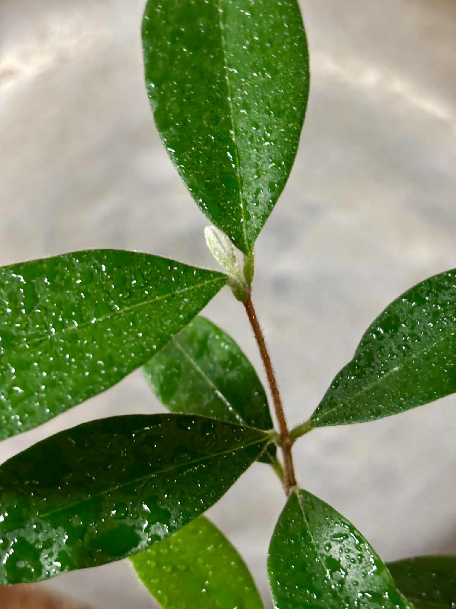 Eugenia caipora BIG -  1 potted plant / 1 getopfte Pflanze