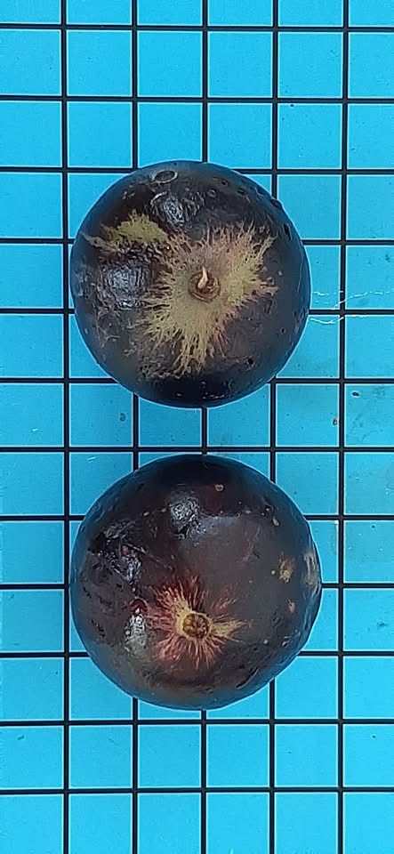 Jabuticaba Açu Paulista - Coleção Otto Andersen (Plinia cauliflora) -  1 fresh seed / 1 frischer Samen