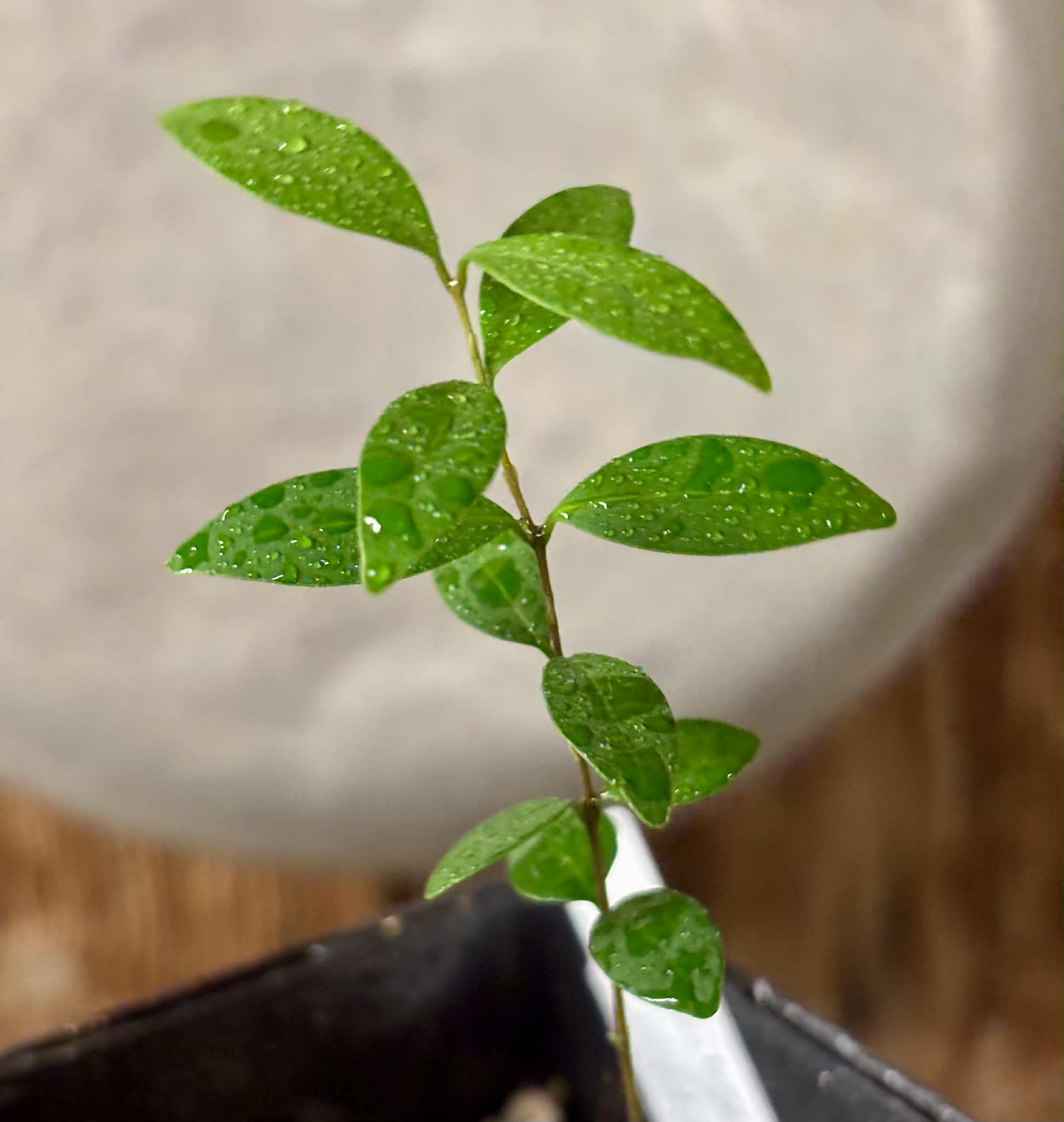 Eugenia sp Uvitas -  1 small potted seedling / 1 kleiner, getopfter Sämling