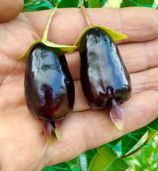 5 years old - Cherry of Rio Grande (Eugenia involucrata) - 1 potted plant / 1 getopfte Pflanze 5 years old - Cherry of Rio Grande (Eugenia involucrata) - 1 potted plant / 1 getopfte Pflanze