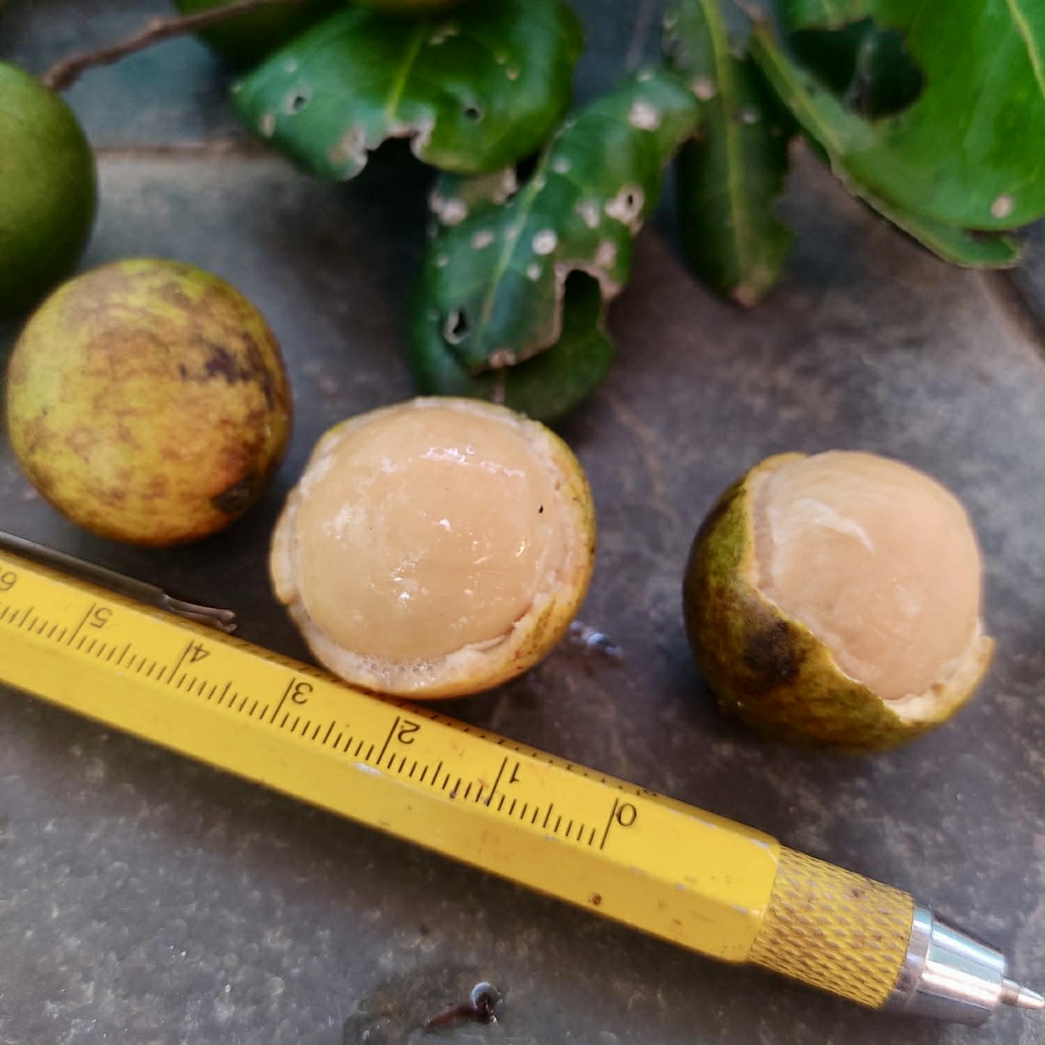 Pre Order - Talisia sp Camamu - 1 fresh seed / 1 frischer Samen