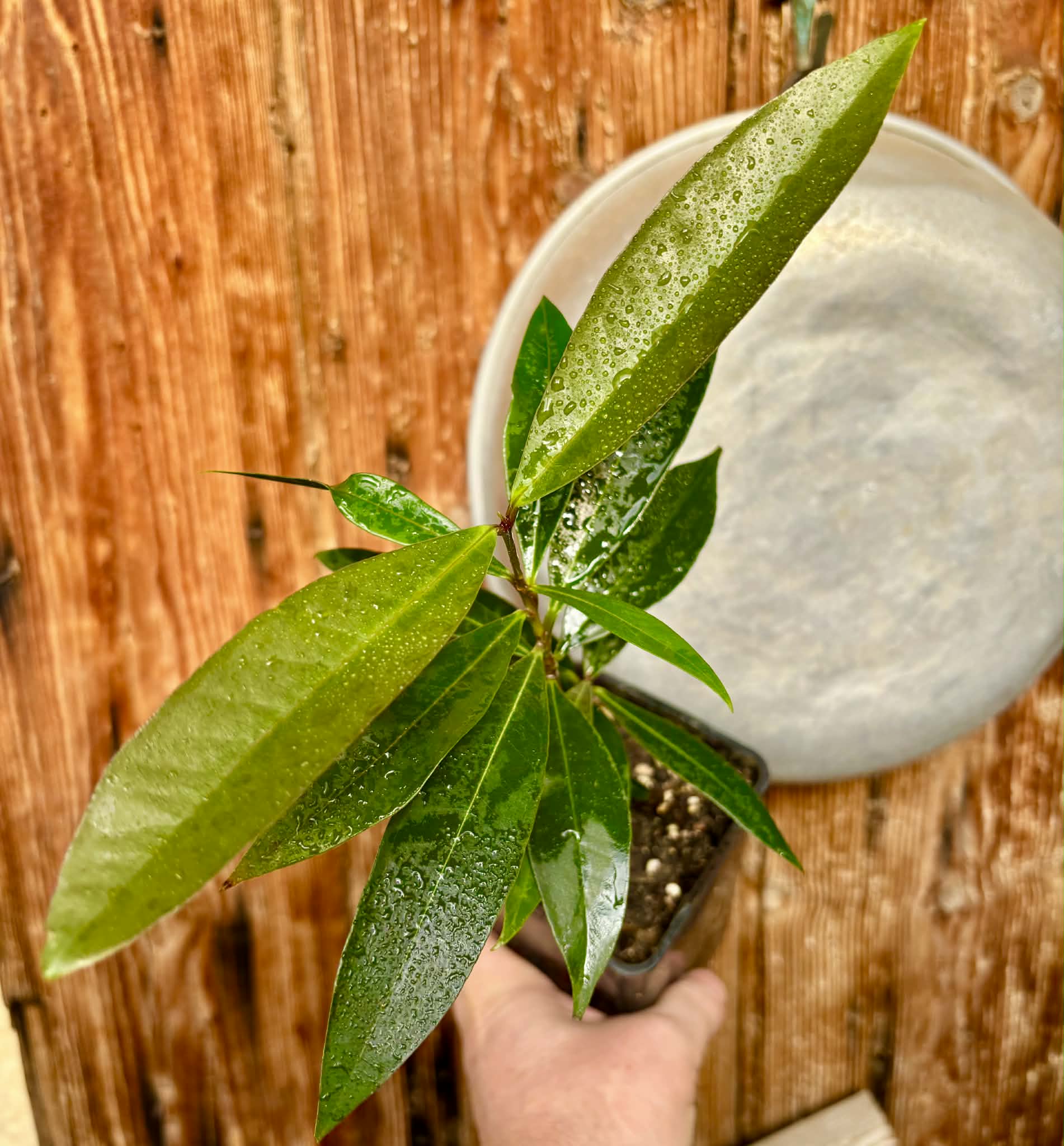 Eugenia sp Jambo da Mata -  1  potted seedling / 1 getopfter Sämling