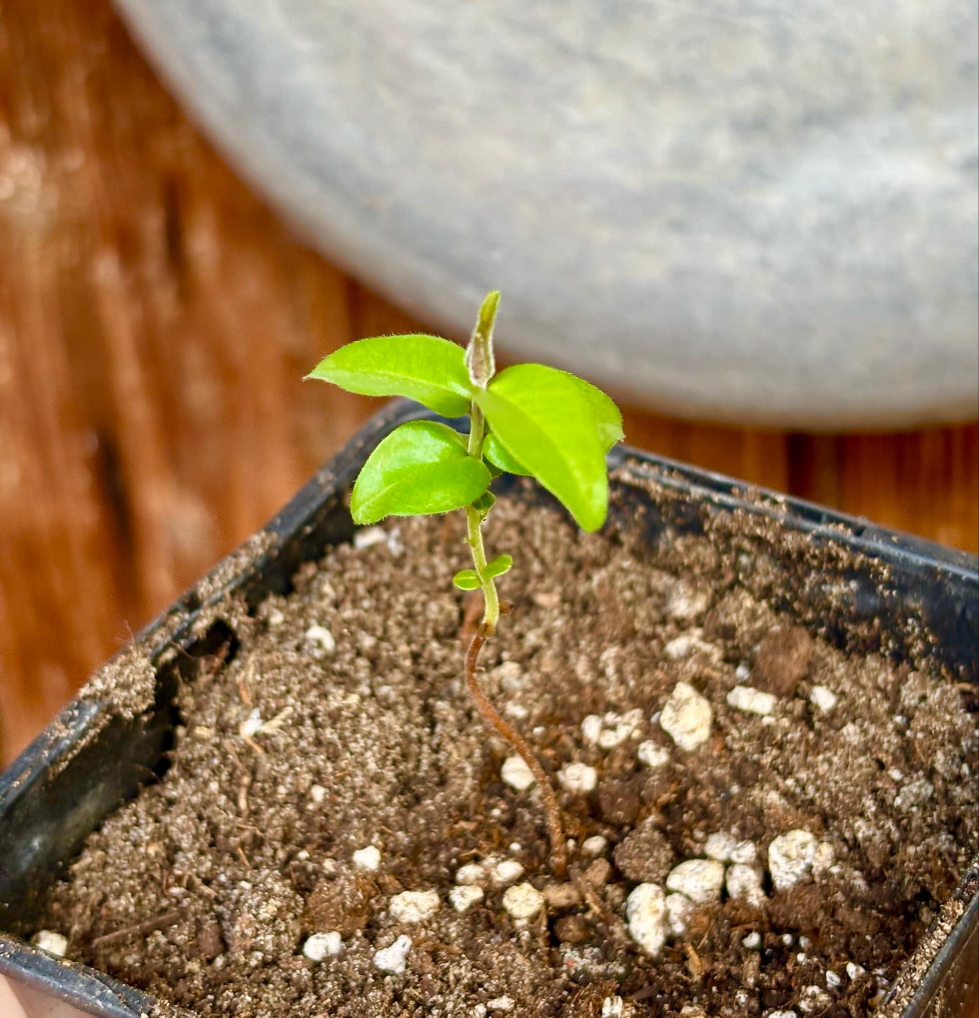 Eugenia sp Palometa - 1 small potted seedling / 1 kleiner, getopfter Sämling Eugenia sp Palometa - 1 small potted seedling / 1 kleiner, getopfter Sämling