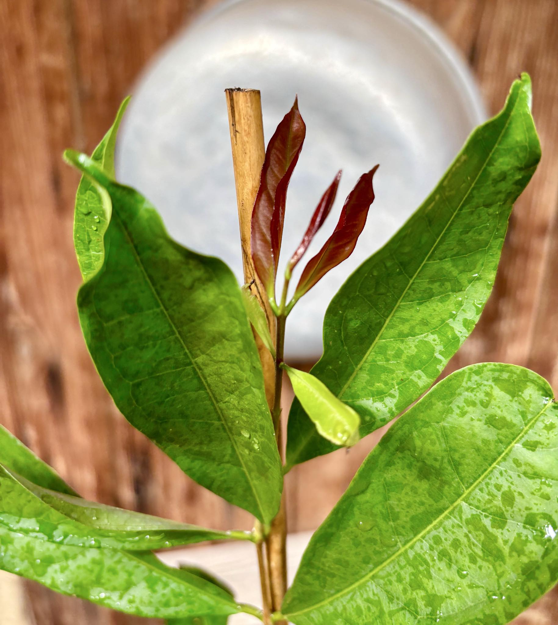 Eugenia florida - 1 potted plant / 1 getopfte Pflanze