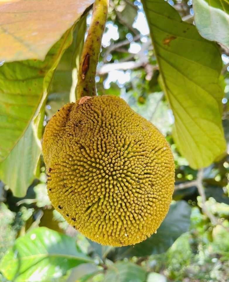 Marang (Artocarpus odoratissimus) - 1 germinated seed / 1 gekeimter Samen Marang (Artocarpus odoratissimus) - 1 germinated seed / 1 gekeimter Samen