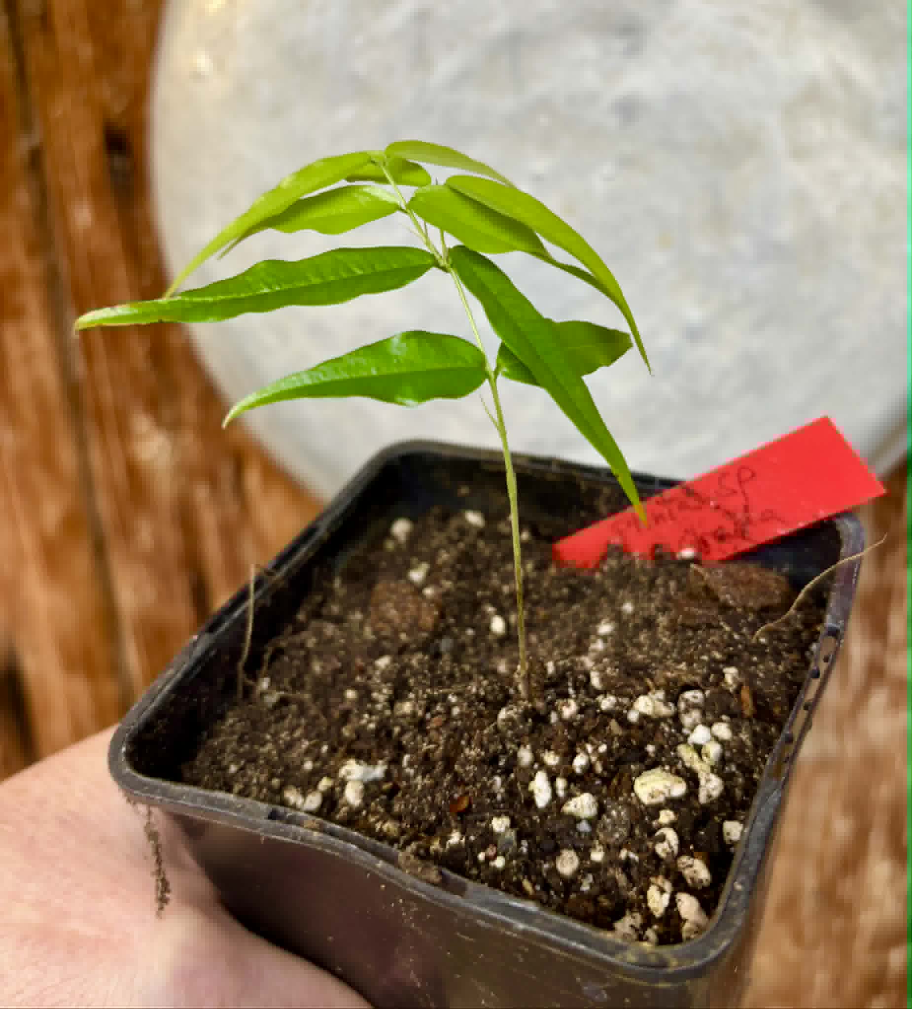 Plinia sp. Listrada - 1 potted seedling / 1 getopfter Sämling