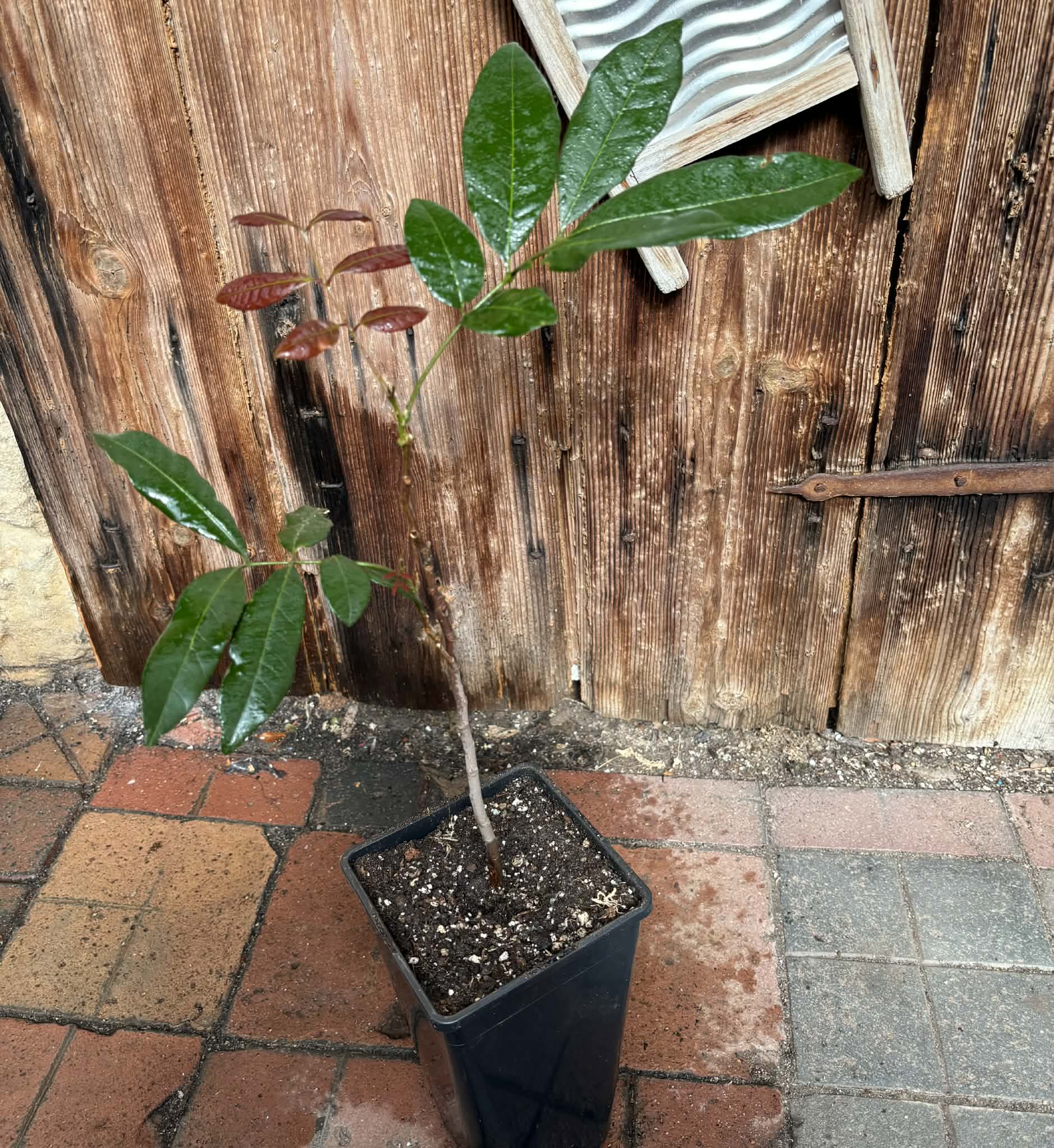 3 years old - Longan (Dimocarpus longan) - 1 potted plant / 1 getopfte Pflanze