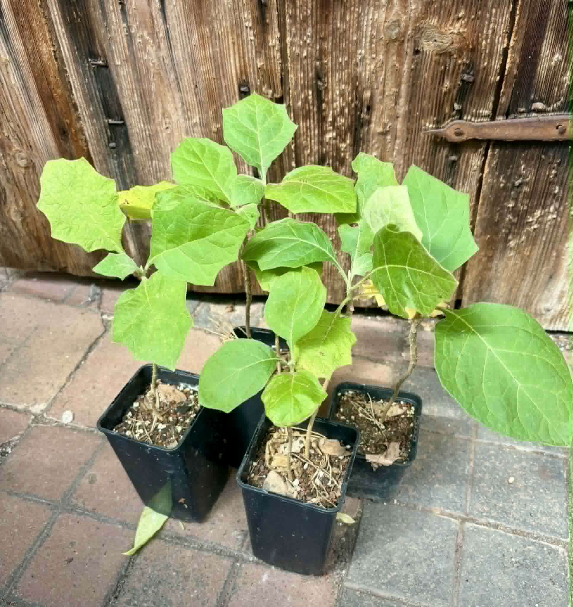 Juã-Açu - Solanum oocarpum - 1 potted plant / 1 getopfte Pflanze