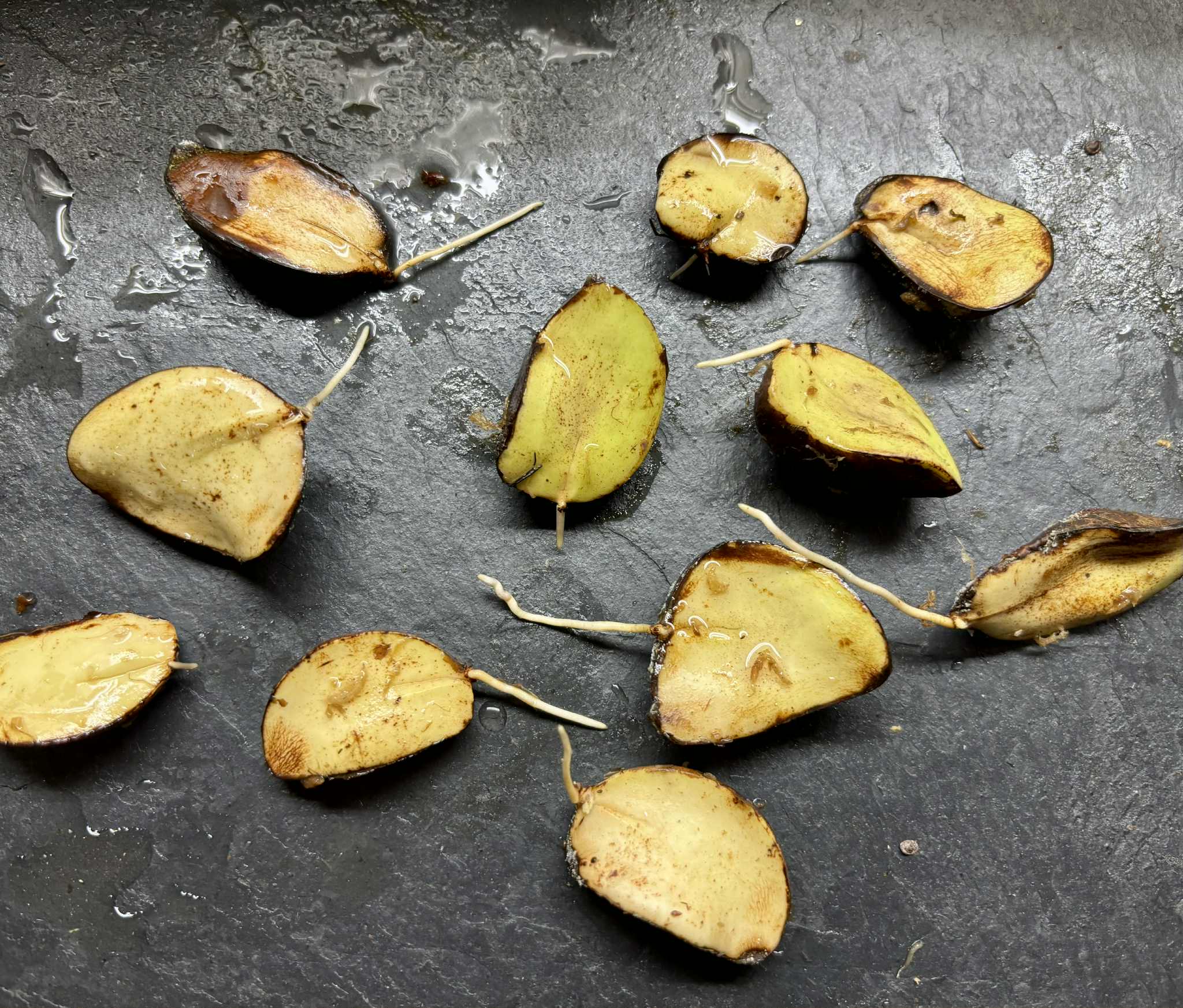 Cambucá-de-calo - (Plinia callosa) -  1 germinated seed / 1 gekeimter Samen Cambucá-de-calo - (Plinia callosa) -  1 germinated seed / 1 gekeimter Samen