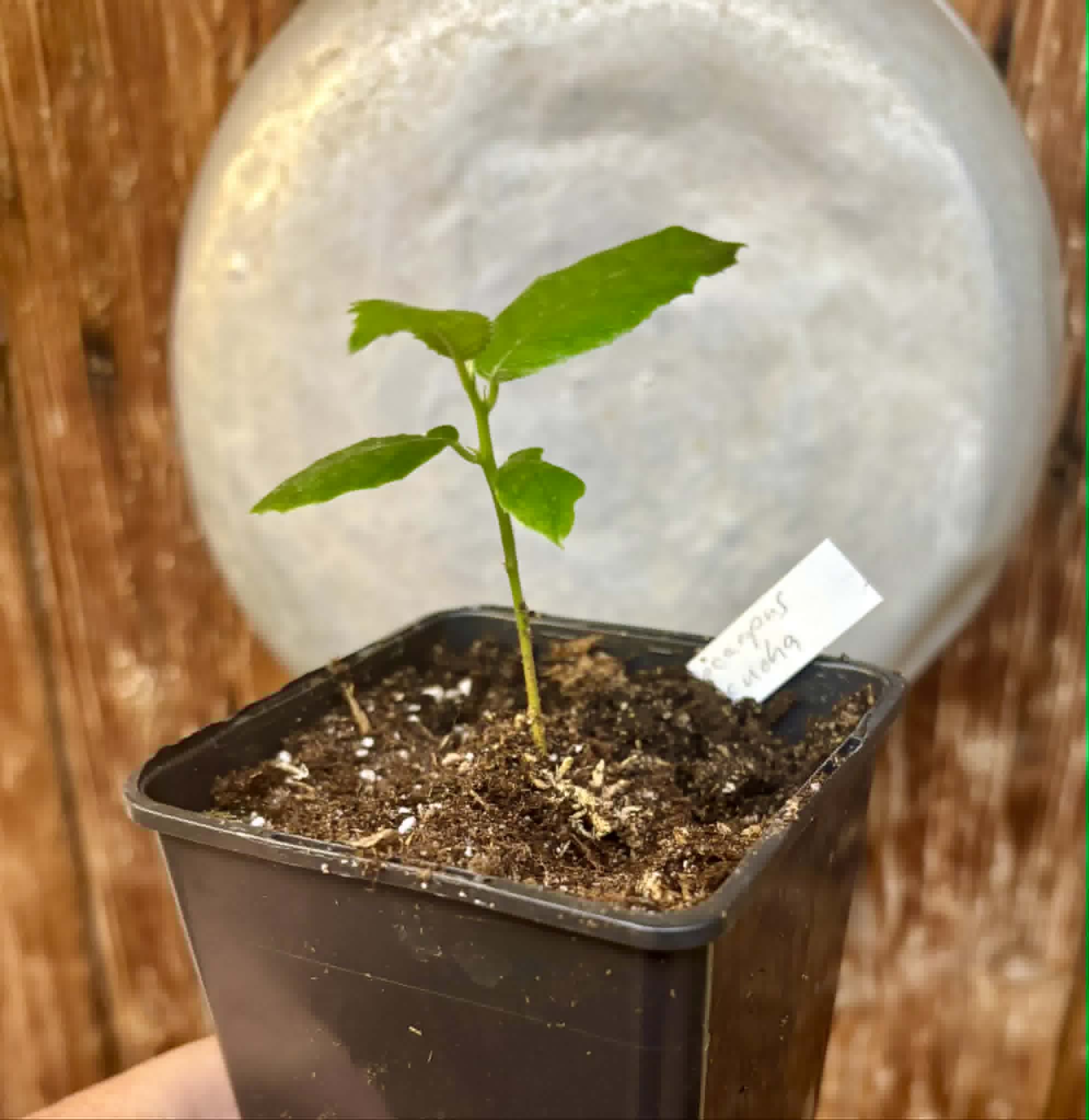 Artocarpus lacucha - Lakoocha  -  1 potted seedling / 1 getopfter Sämling