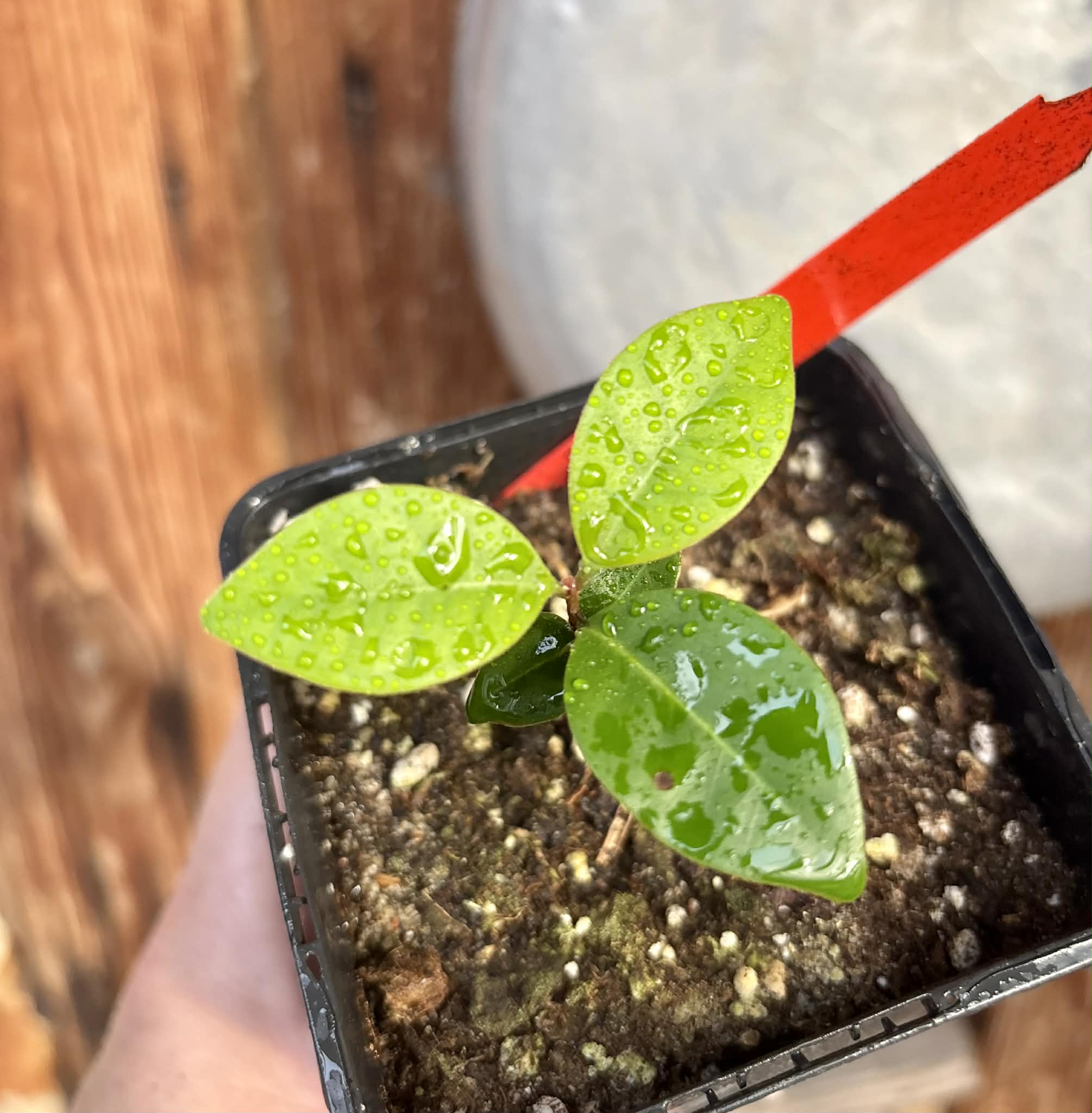 Eugenia flamingensis - 1 potted seedling / 1 getopfter Sämling 