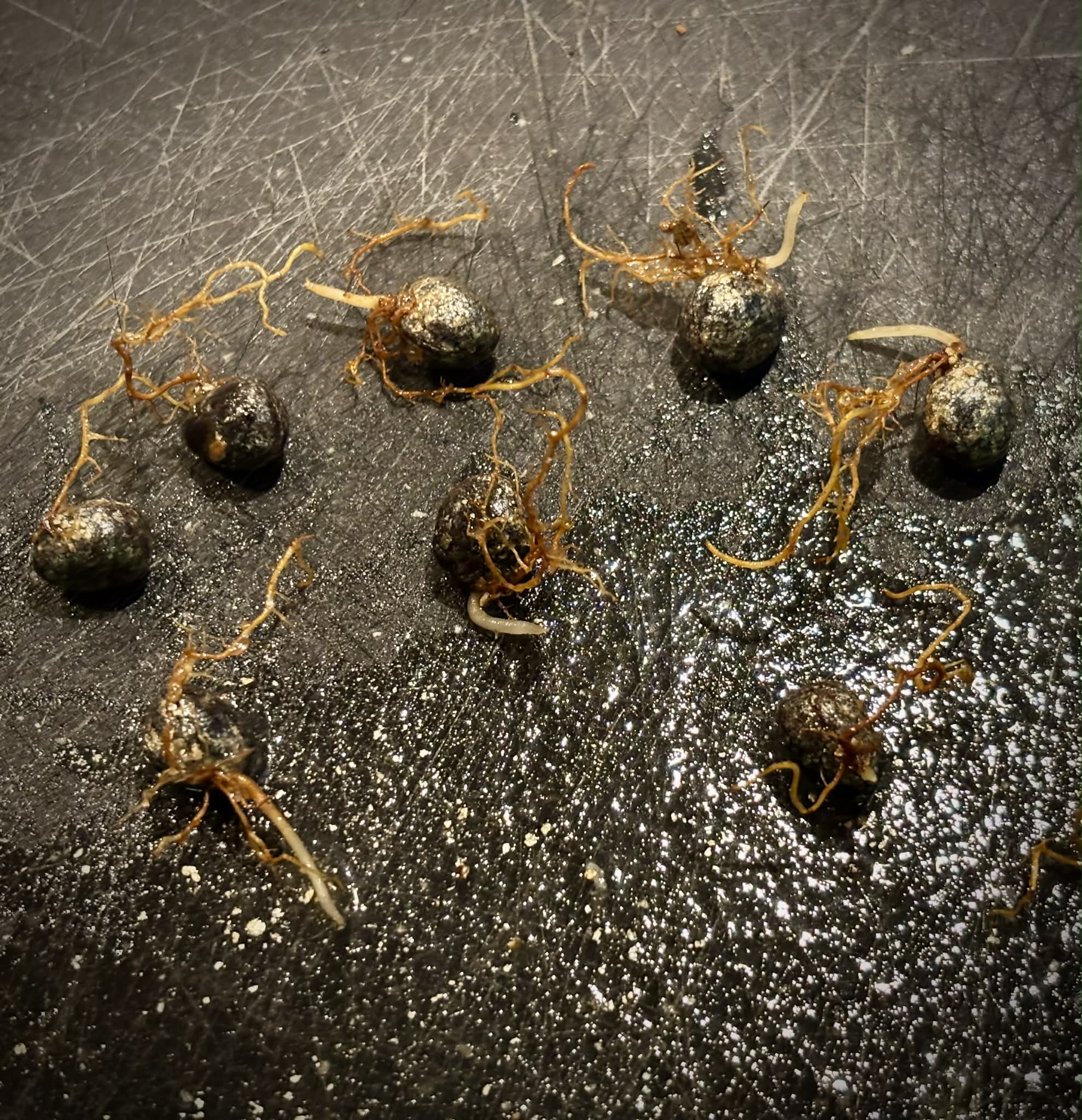 Mão do Cachorro (Perebea mollis) - 1 germinated seed / 1 gekeimter Samen