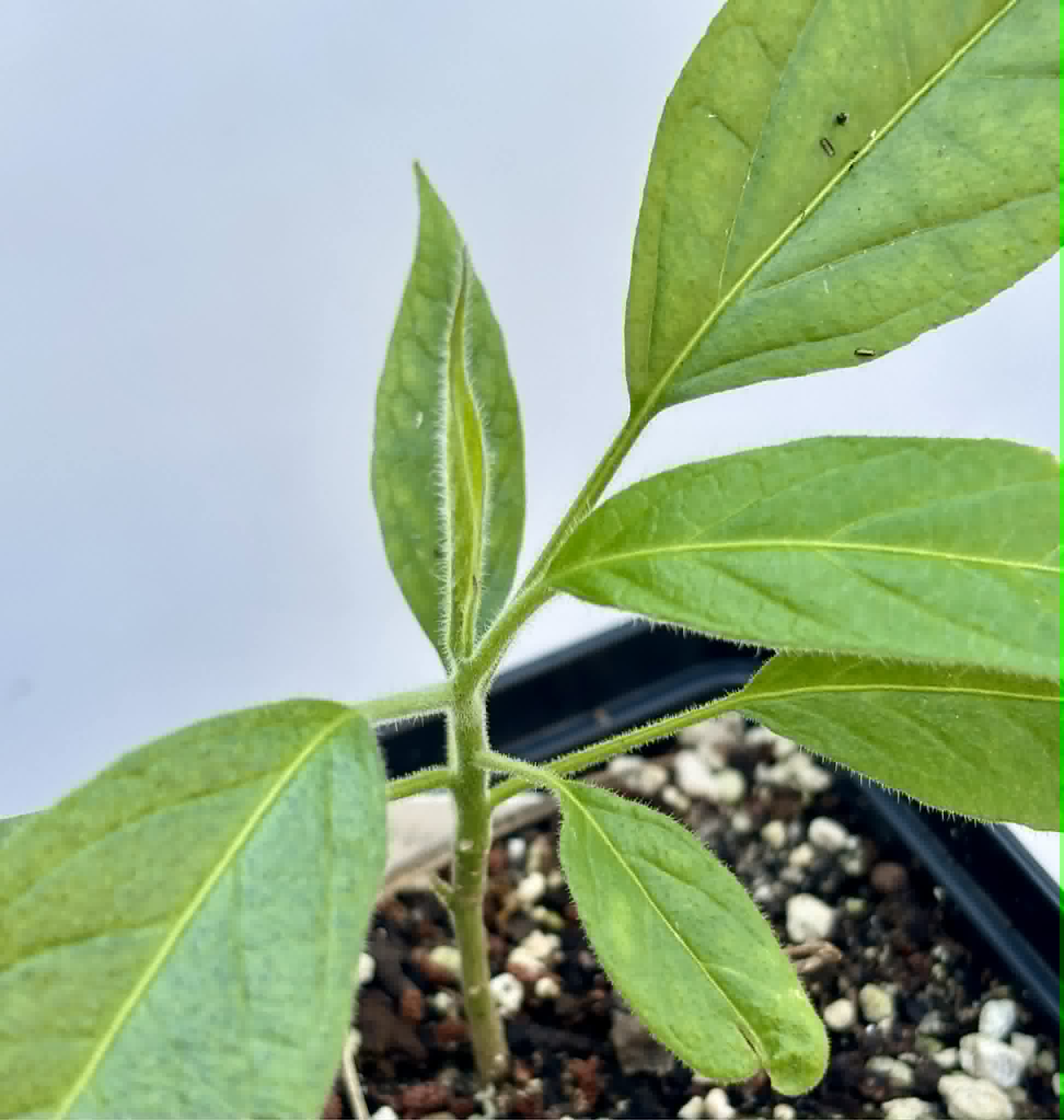 Solanum luridifuscescens - Tomatao Verde Piloso - 1 potted seedling / 1 getopfter Sämling