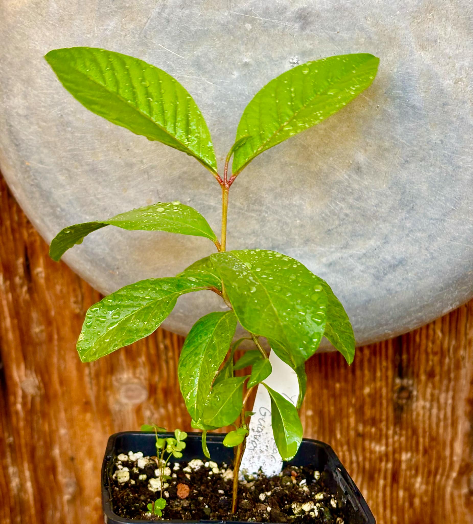 Psidium guajava - Peach - 1 potted plant / 1 getopfte Pflanze