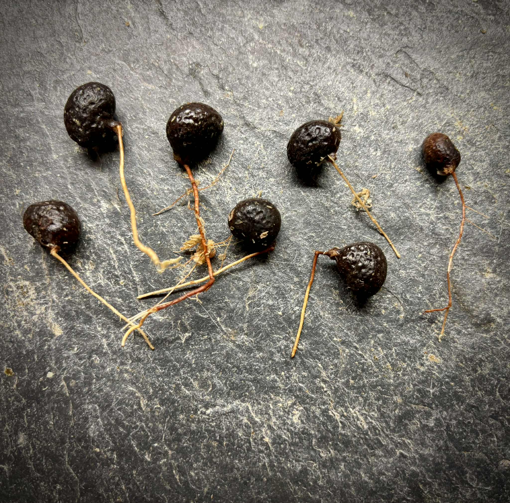 Eugenia sp Independencia - 1 germinated seed / 1 gekeimter Samen