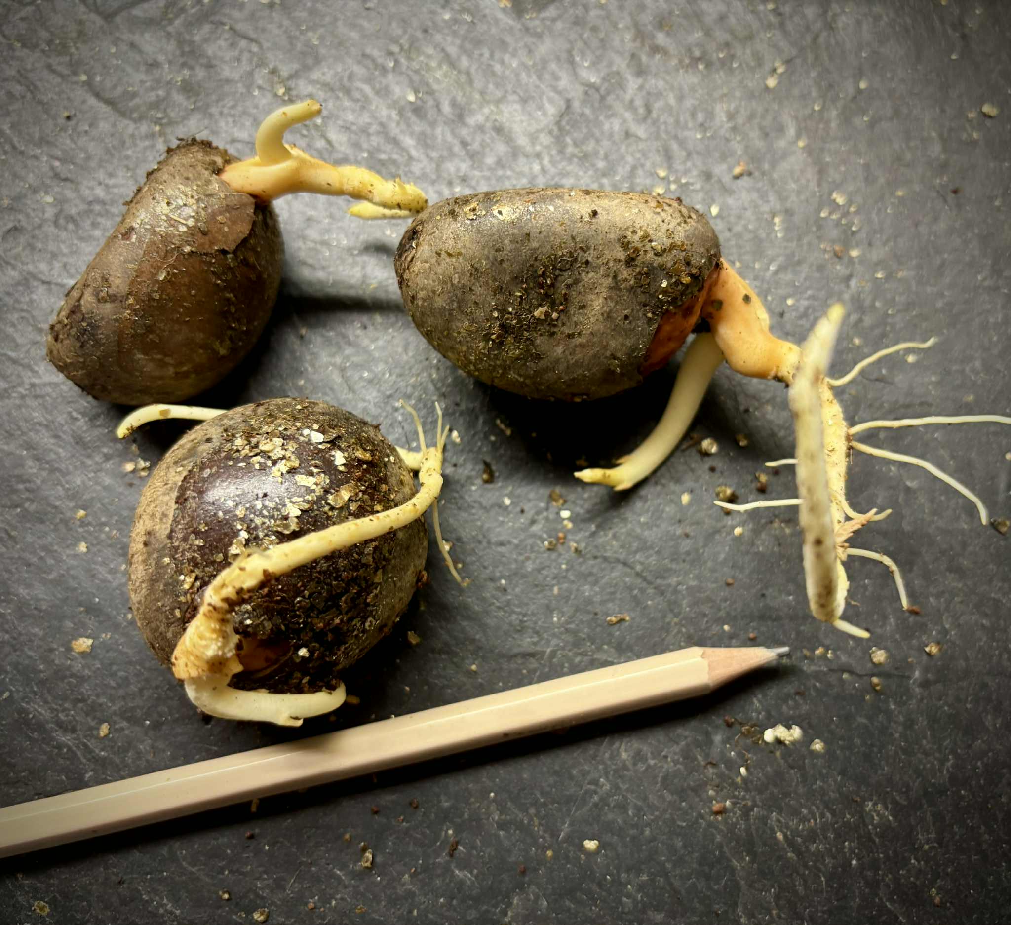 Pouteria aff. macrocarpa - 1 germinated seed / 1 gekeimter Samen