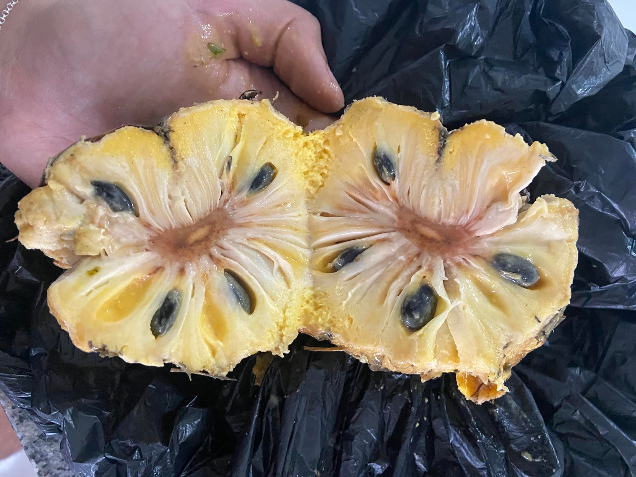 Annona cacans  - 1 potted plant / 1 getopfte Pflanze