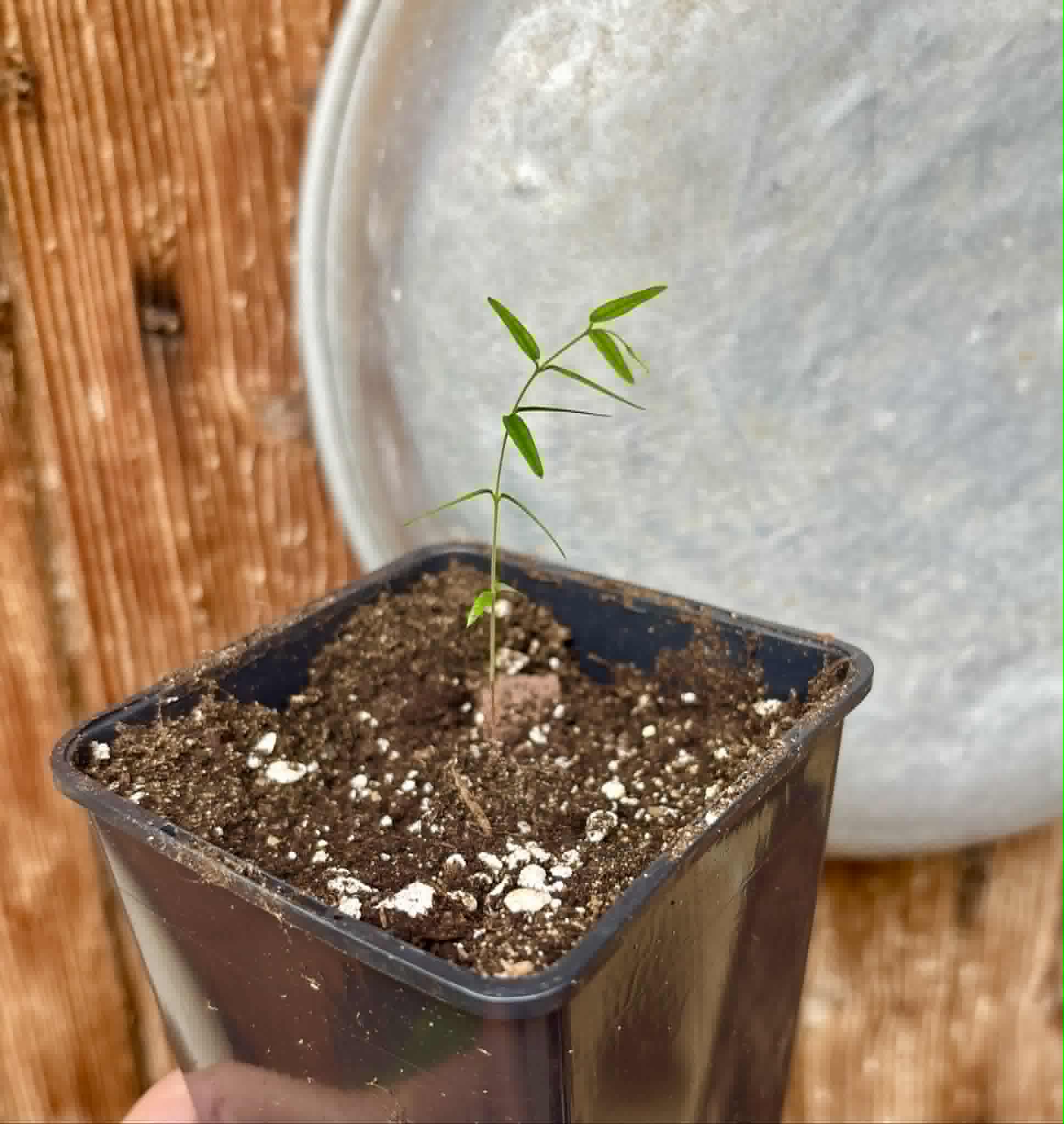 Myrciaria sp Cheirosa azul  - 1 potted seedling / 1 getopfter Sämling