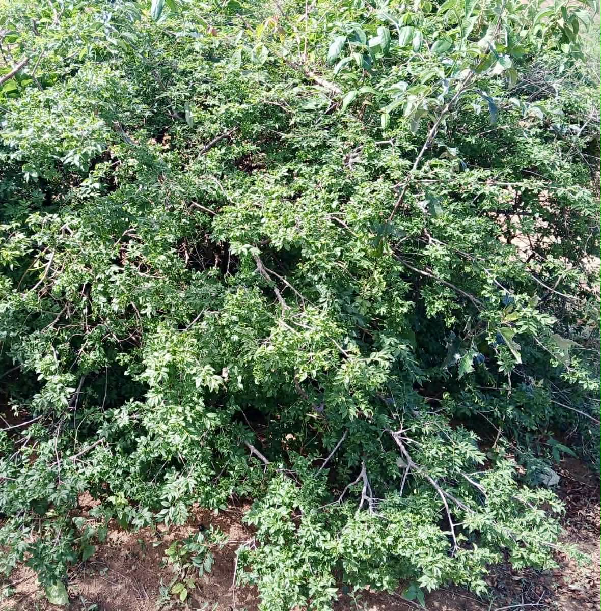 Pre Order - Plinia sp Tabuia -  1 fresh seed / 1 frischer Samen