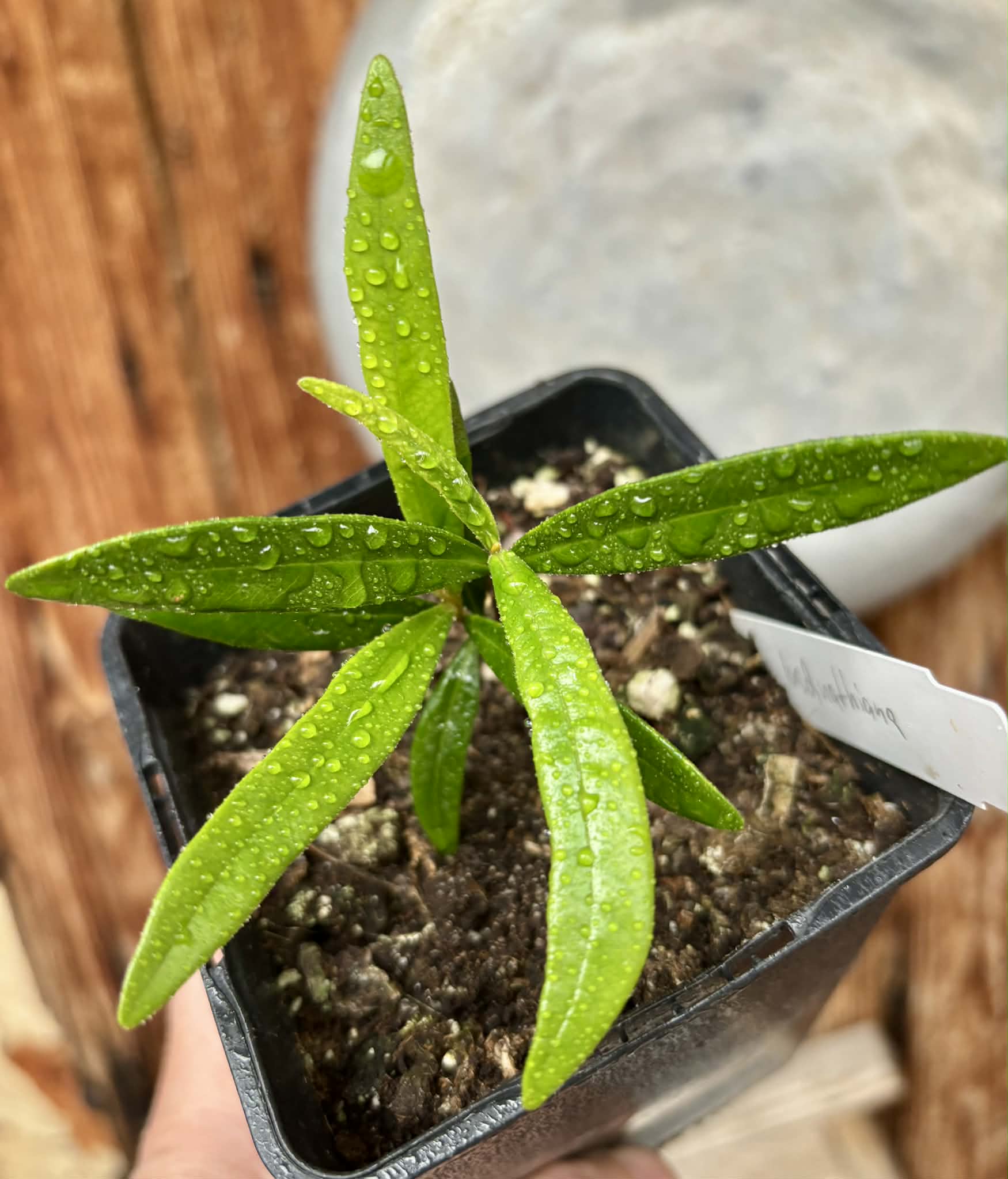 Myrcia luschnathiana -  1 potted seedling / 1 getopfter Sämling