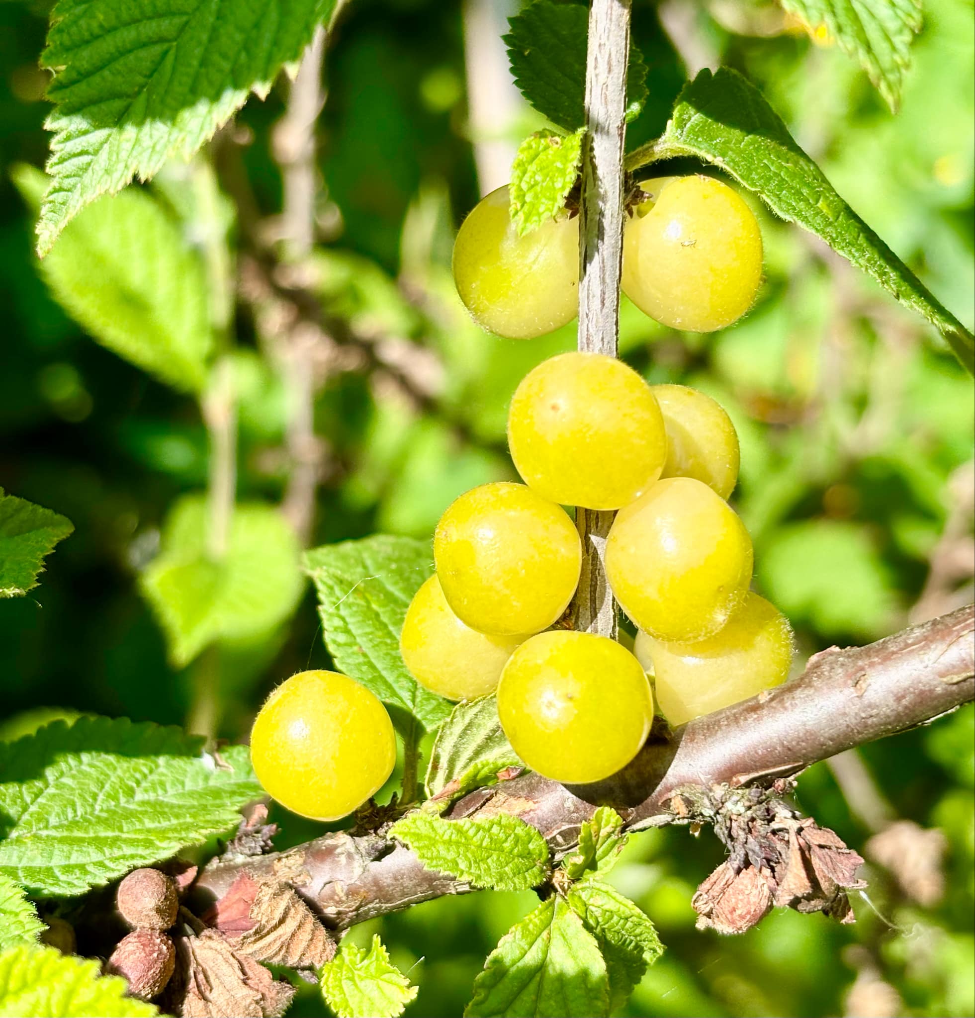 White Nanjing Cherry (Prunus tomentosa) - 6 fresh seeds / 6 frische Samen