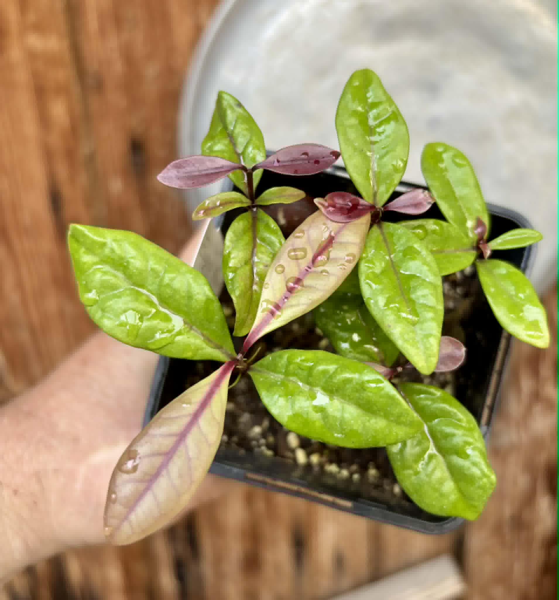 5 in 1 pot - Eugenia rotundifolia var. Maruim - 5 seedlings in one pot / 5 Sämlinge in einem Topf
