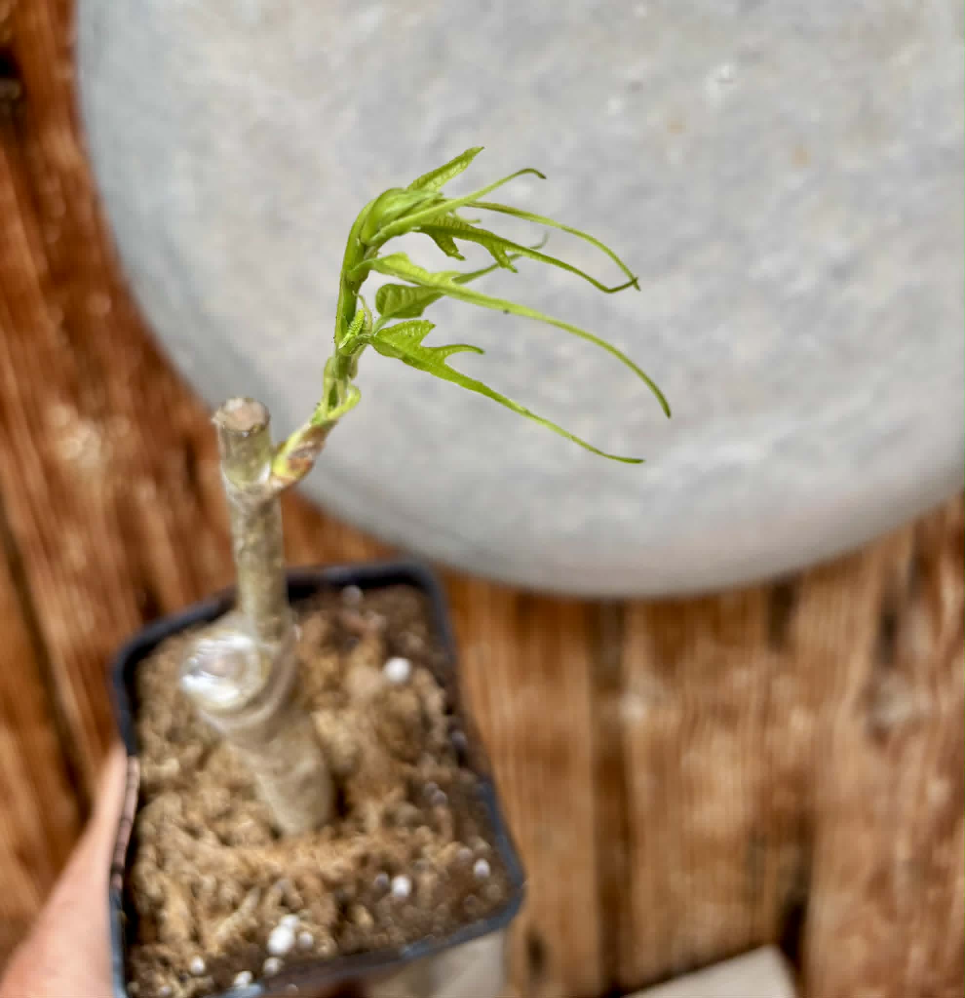 For Self-Rooting - Chicken Claw (Morus trilobata) - 1 grafted, potted plant / 1 veredelte, getopfte Pflanze
