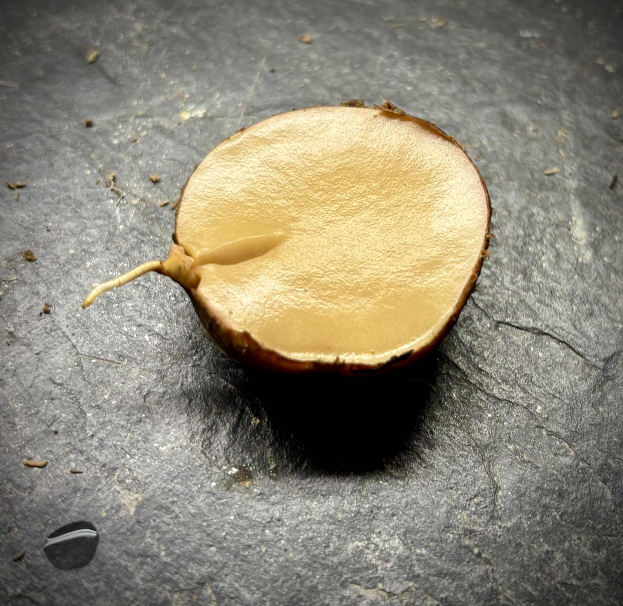 Plinia sp Sedutora -  1 germinated seed / 1 gekeimter Samen