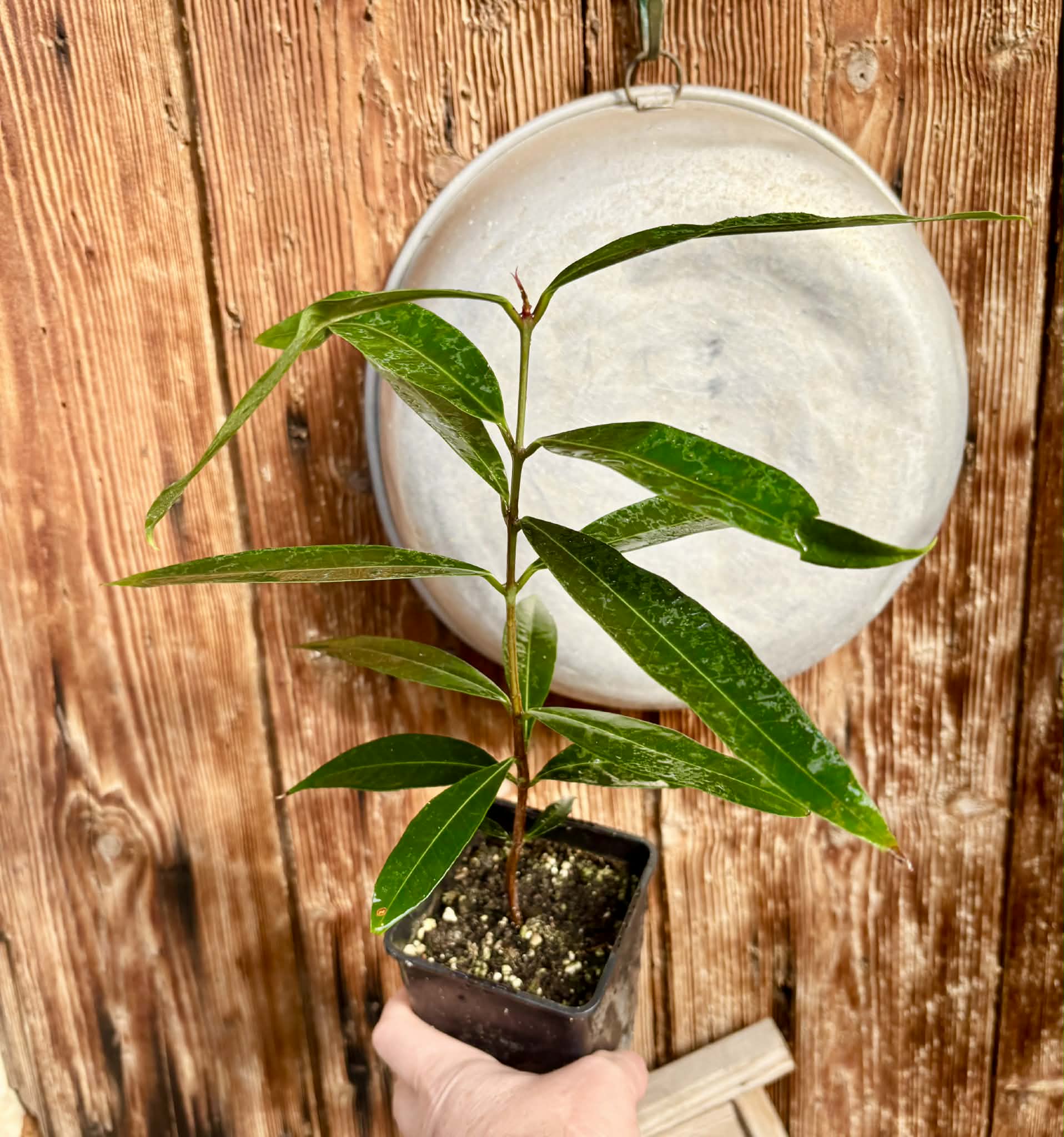 Eugenia sp Jambo da Mata -  1  potted seedling / 1 getopfter Sämling