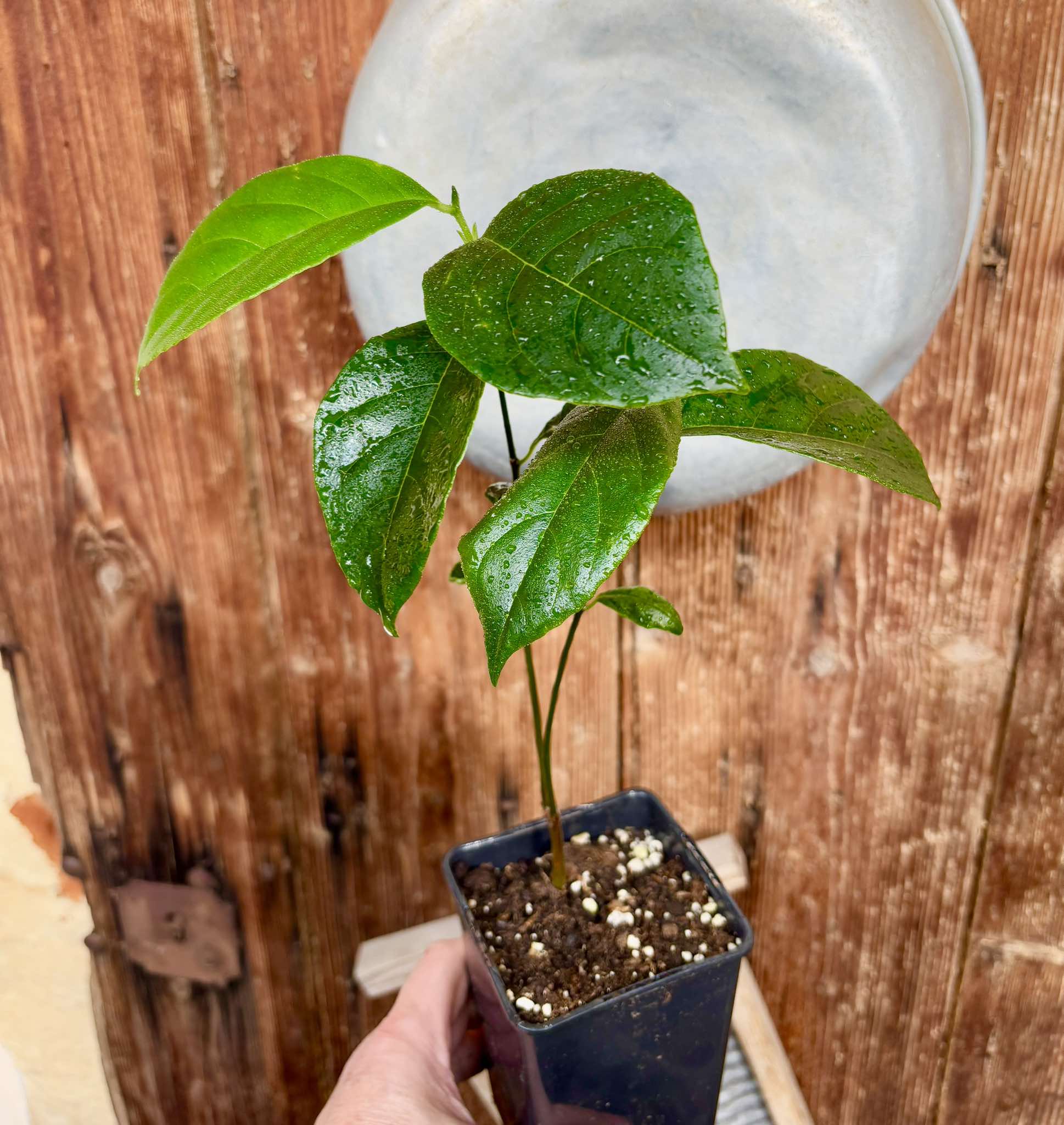 Jackfruit (Artocarpus heterophyllus) 1 potted plant / 1 getopfte Pflanze Jackfruit (Artocarpus heterophyllus) 1 potted plant / 1 getopfte Pflanze