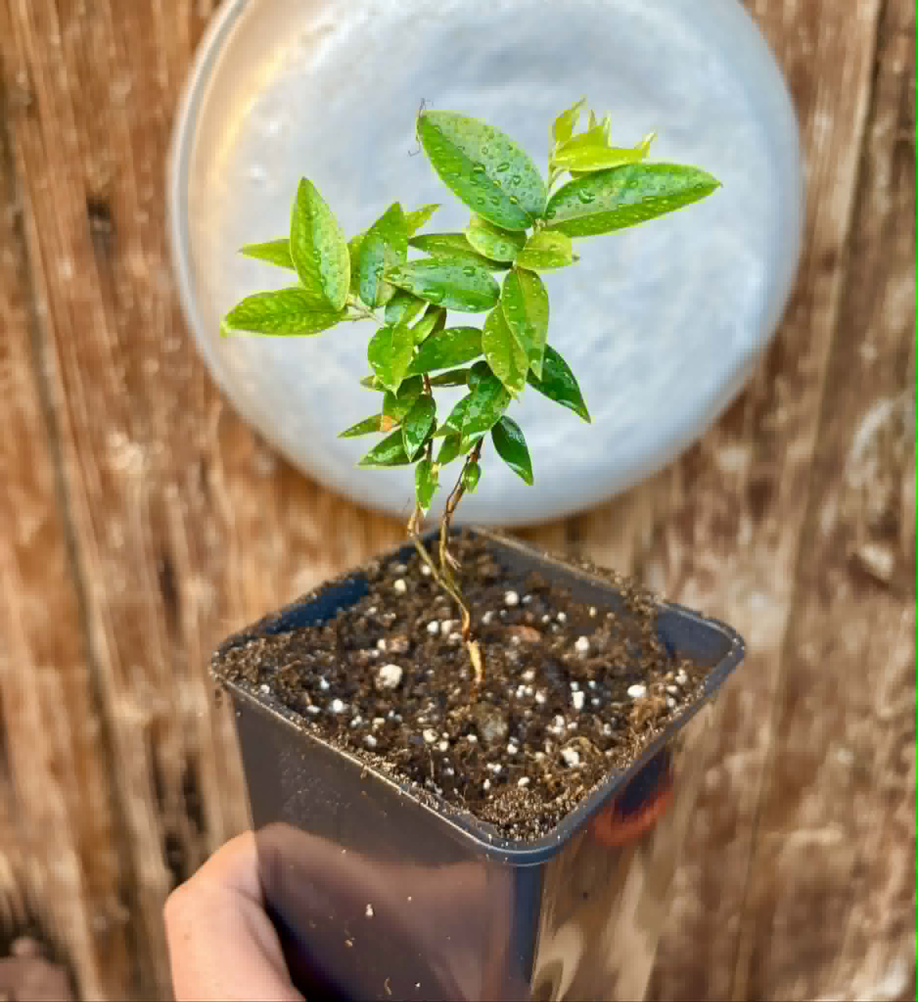 Jaboticaba - Plinia sp Esarme -  1 potted seedling / 1 getopfter Sämling