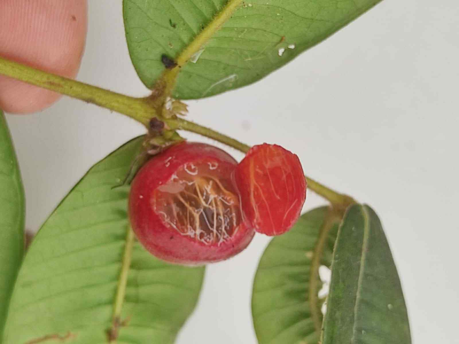 Myrciaria sp Ibirapitanga -  1 fresh seed / 1 frischer Samen