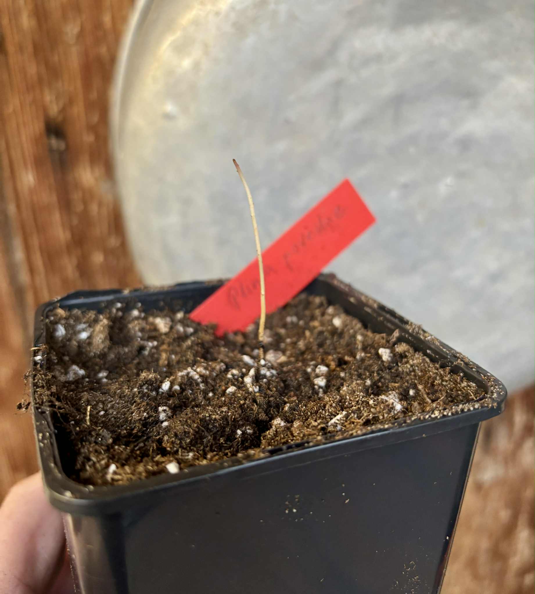 Plinia povedae - 1 potted seedling / 1 getopfter Sämling