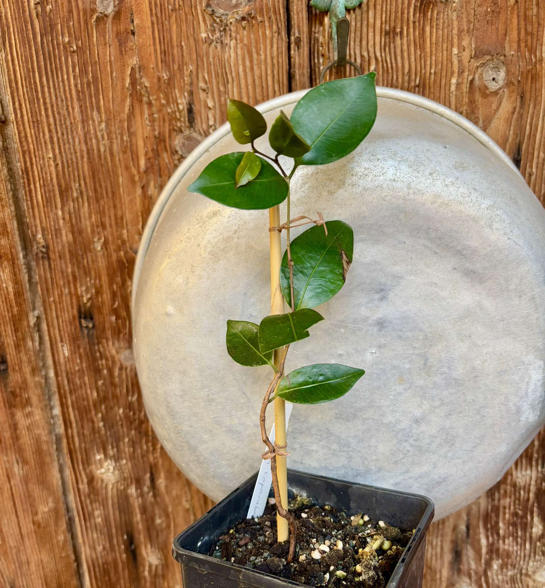 Eugenia copacabanensis - 1 potted plant / 1 getopfte Pflanze Eugenia copacabanensis - 1 potted plant / 1 getopfte Pflanze