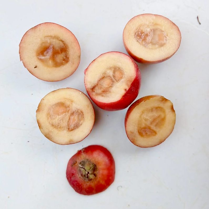 Araca roxo (Psidium rufum)  - 1 potted plant / 1 getopfte Pflanze