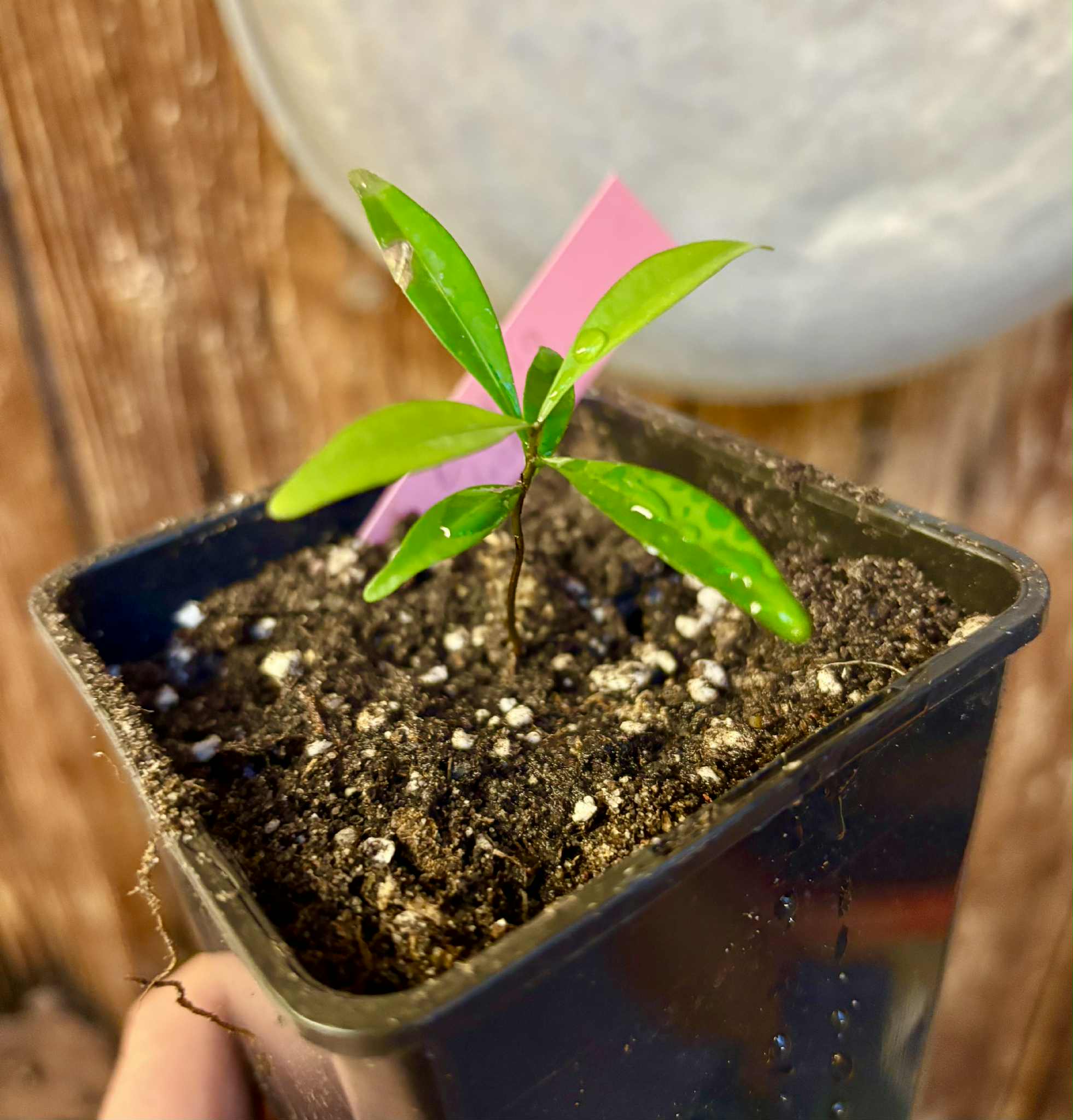 Eugenia schottiana -  1 small potted seedling / 1 kleiner, getopfter Sämling