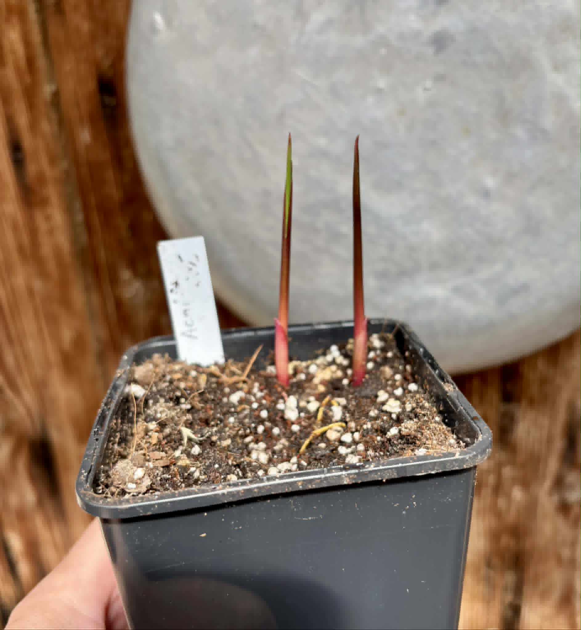 2 in 1 pot - Acai (Euterpe oleracea) -  2 seedlings in one pot / 2 Sämlinge in einem Topf
