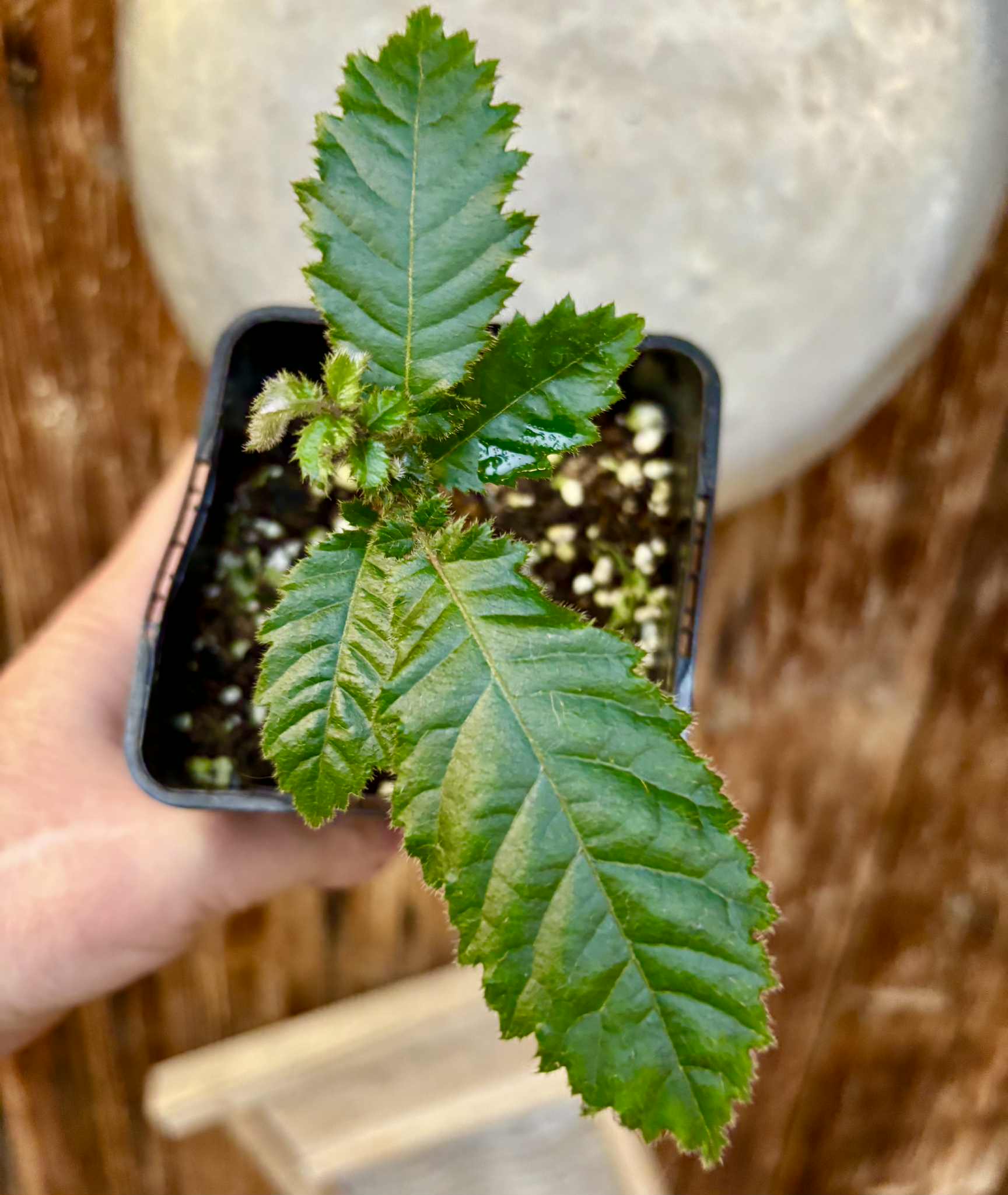 Davidson Plum (Davidsonia jerseyana) - 1 potted plant / 1 getopfte Pflanze