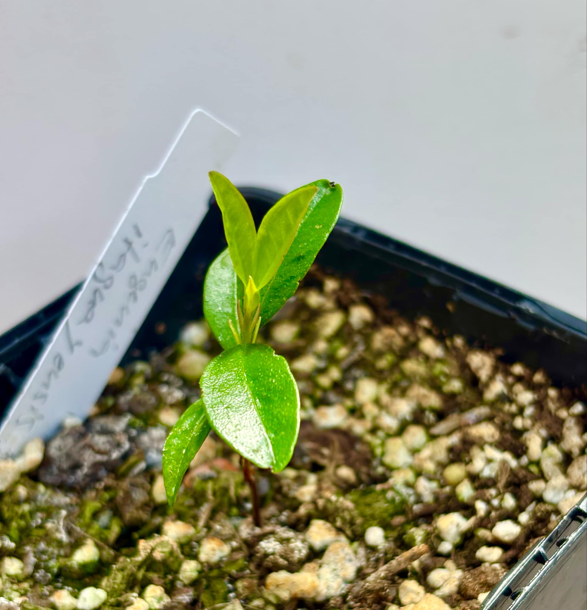 Dwarf Grumixama (Eugenia itaguahiensis) - 1 small potted seedling / 1 kleiner, getopfter Sämling Dwarf Grumixama (Eugenia itaguahiensis) - 1 small potted seedling / 1 kleiner, getopfter Sämling