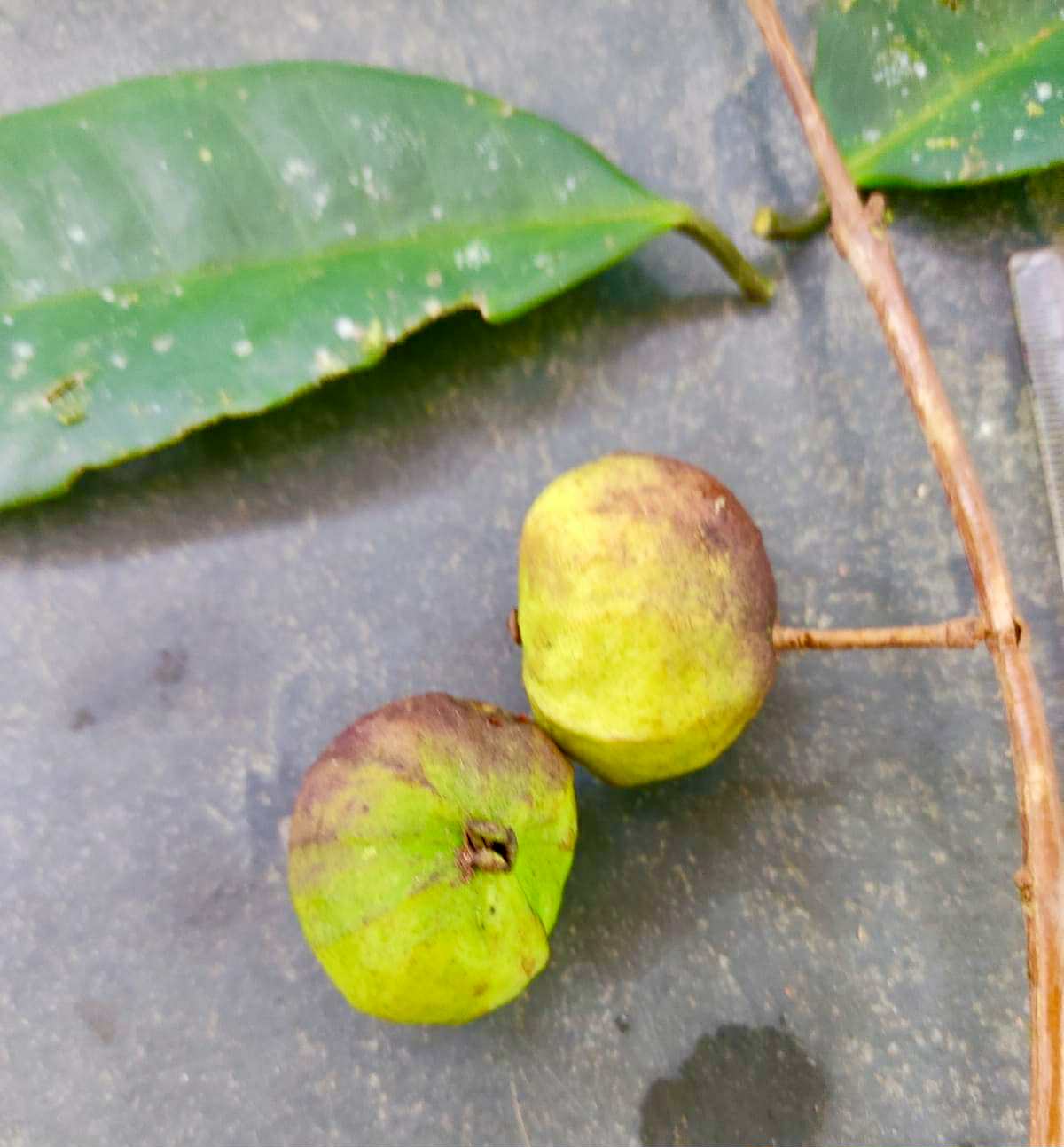Eugenia sp Umbelata - 1 fresh seed / 1 frischer Samen
