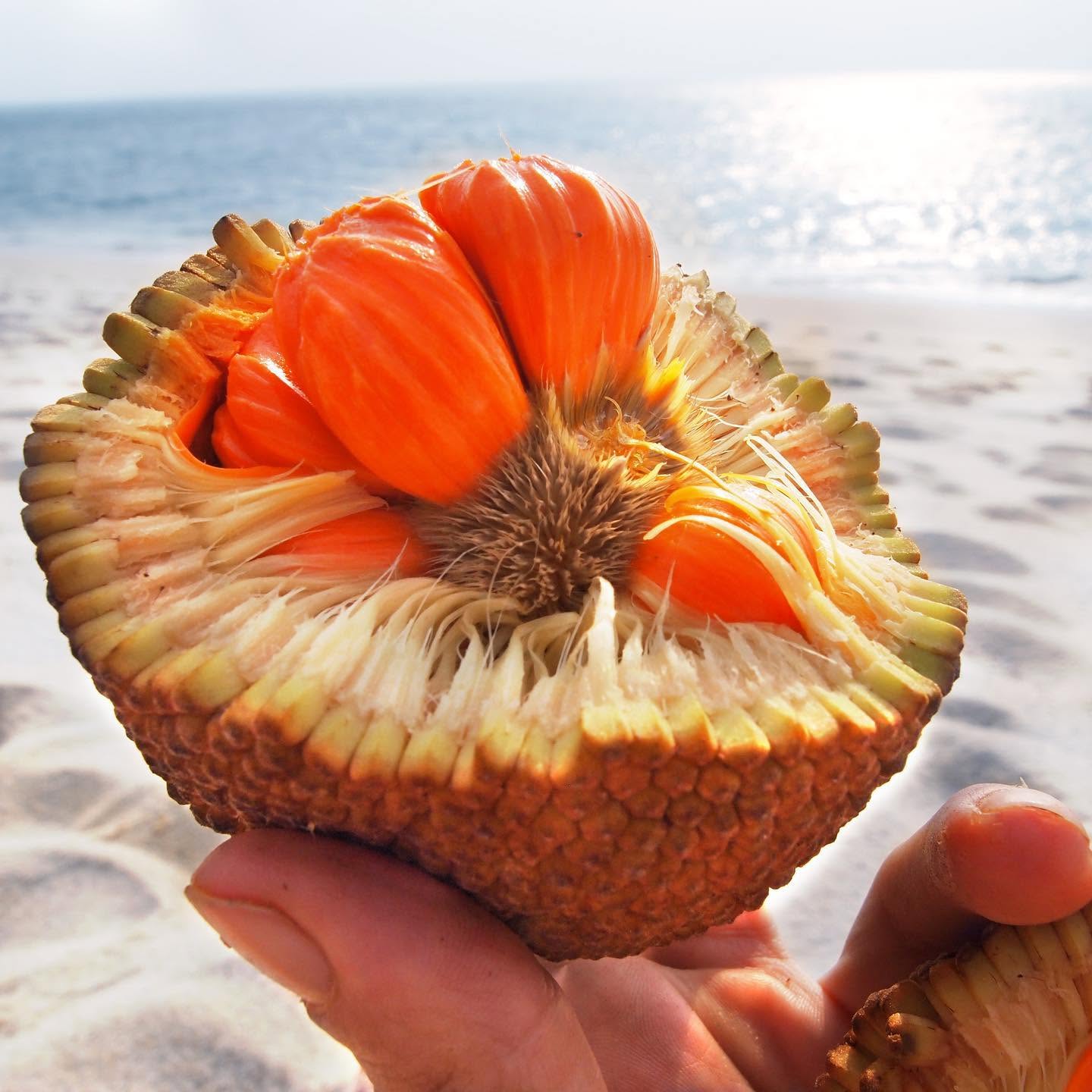 Pre Order - Keledang (Artocarpus lanceifolius) - 1 fresh seed / 1 frischer Samen