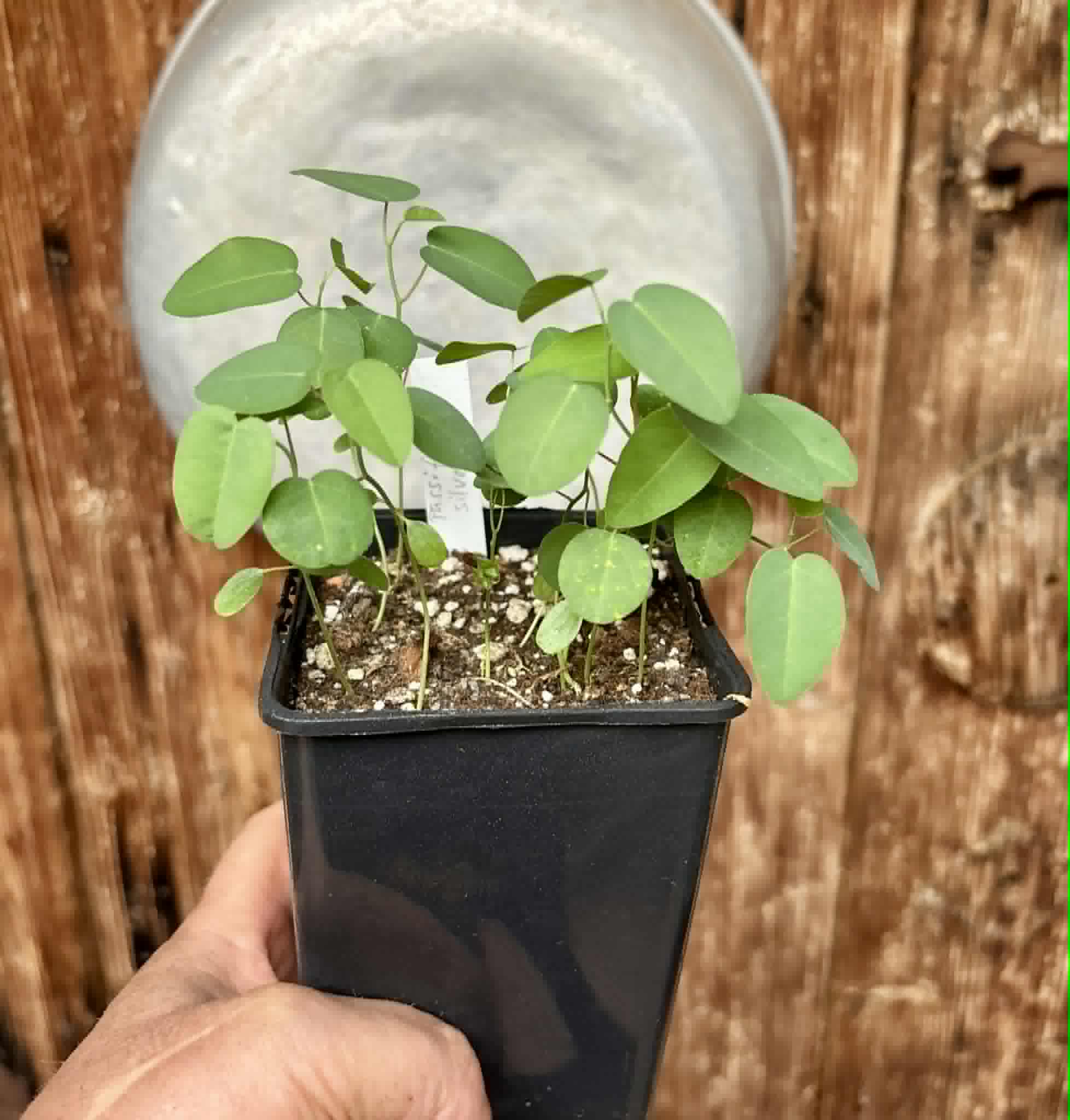 11 in 1 pot - Passiflora silvestris - 11 seedlings in one pot / 11 Sämlinge in einem Topf