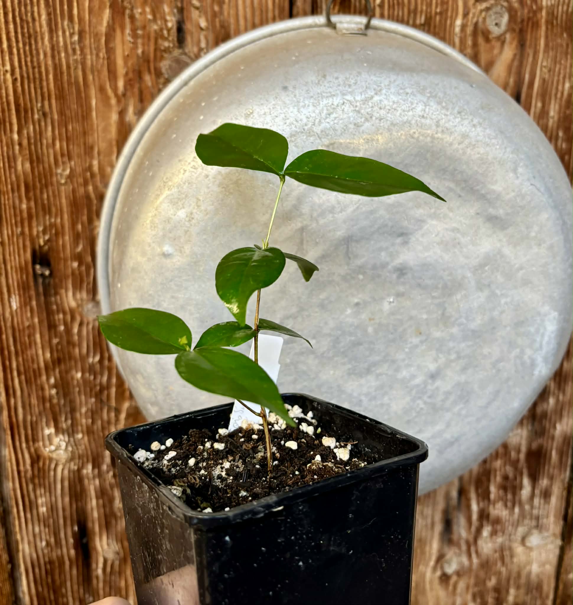 Eugenia uniflora var. Gigante Pitangao  - 1 potted seedling / 1 getopfter Sämling Kopie