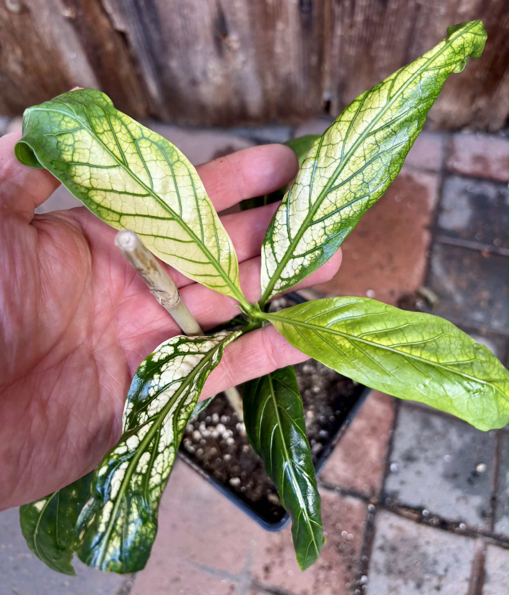 Noni Variegated (Morinda citrifolia) - 1 potted plant / 1 getopfte Pflanze