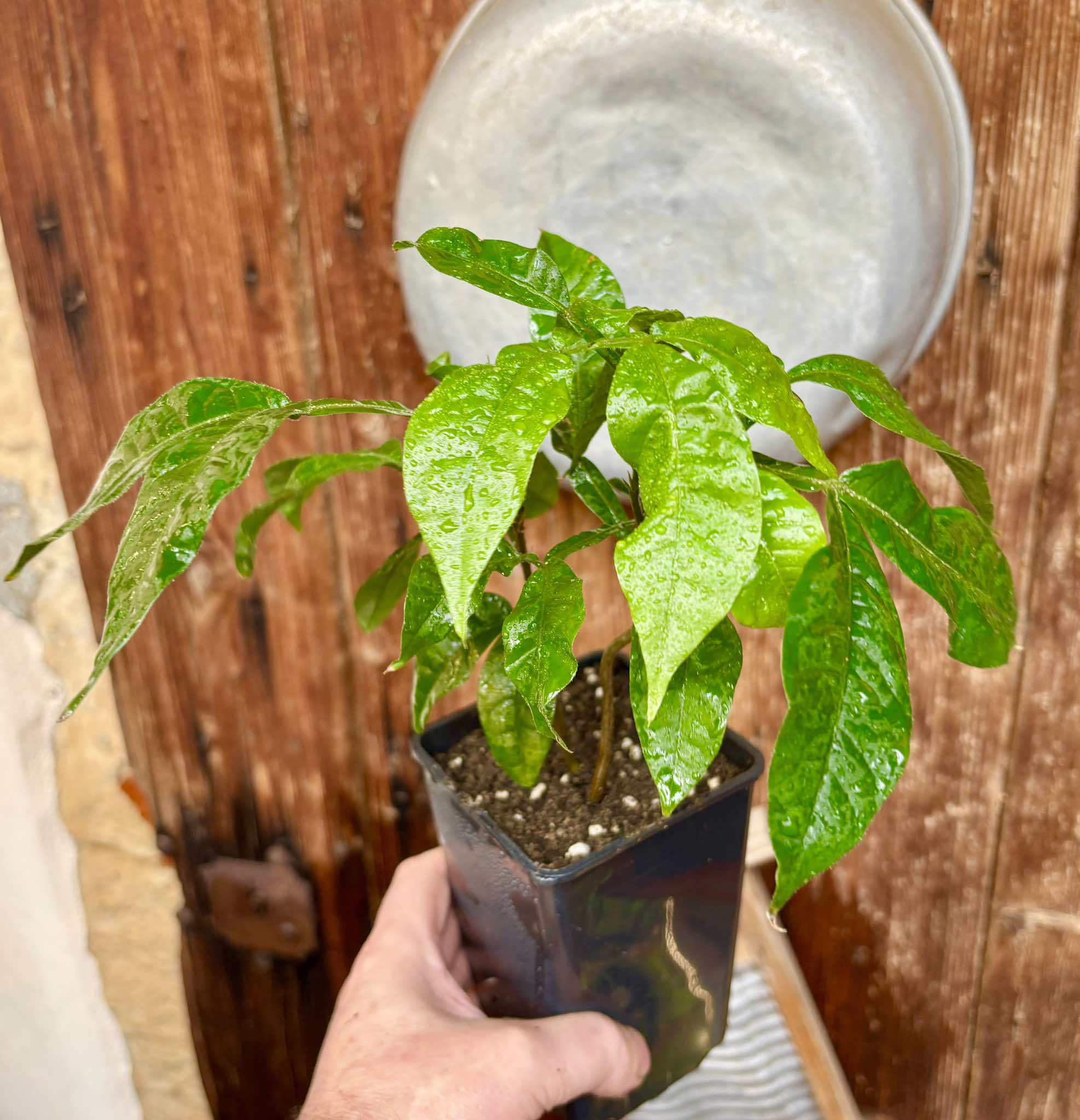 Inga feuilleei - Pacay Ice Cream Bean Nr. 2 - 1 potted plant / 1 getopfte Pflanze Inga feuilleei - Pacay Ice Cream Bean Nr. 2 - 1 potted plant / 1 getopfte Pflanze