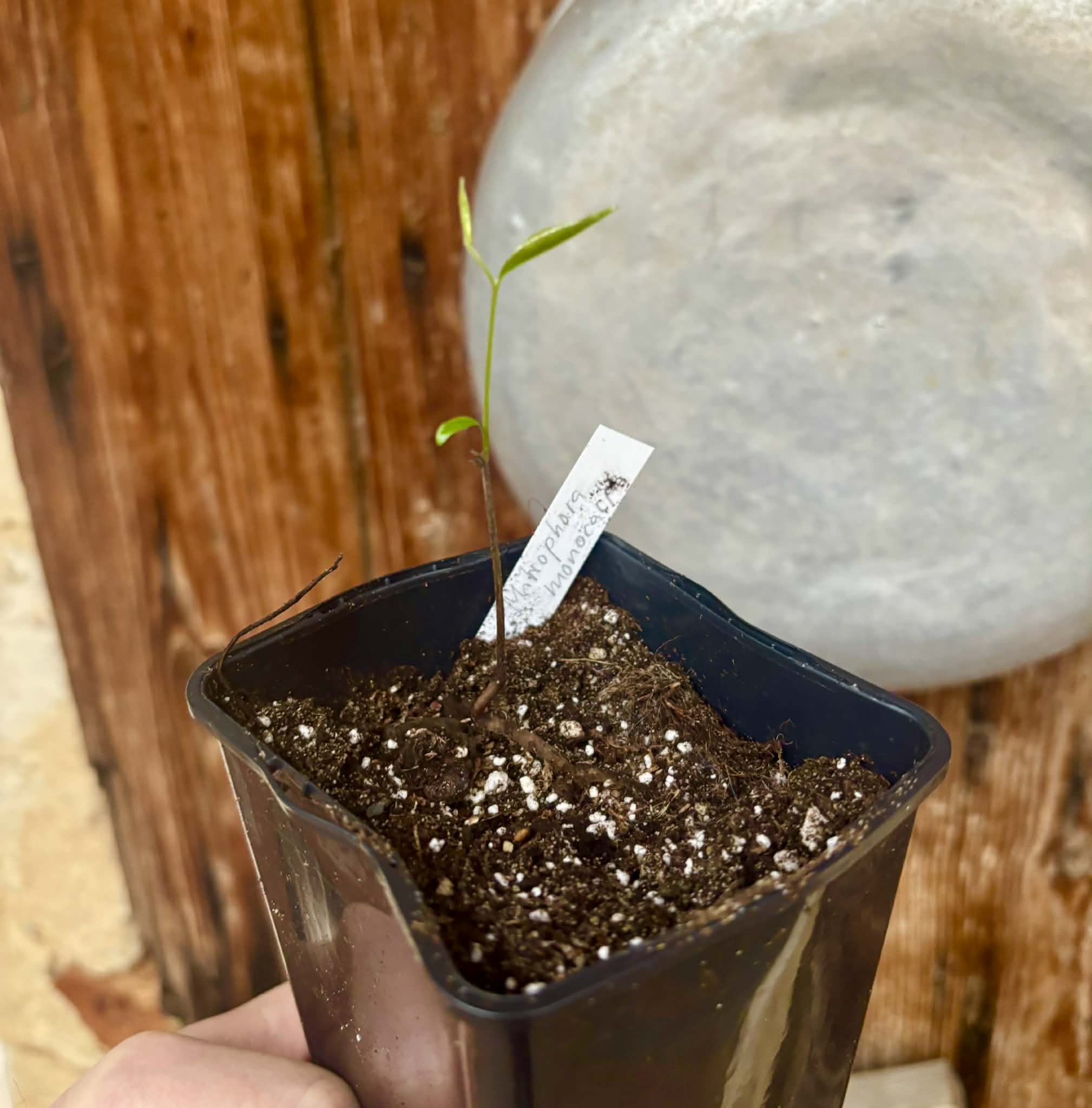 Phrom Phanom (Mitrophora monocarpa) - 1 potted seedling / 1 getopfter Sämling